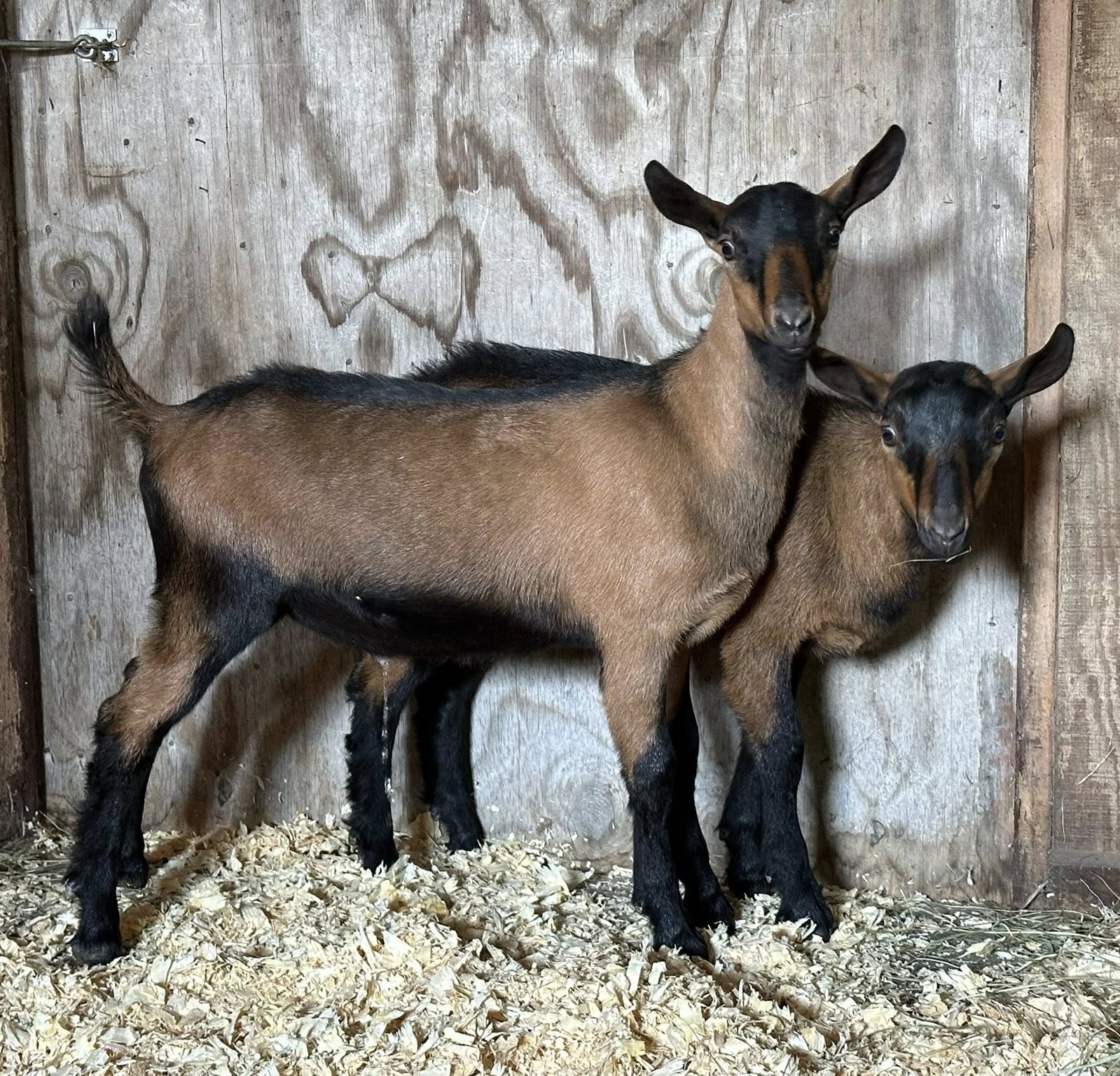 Oberhasli goats