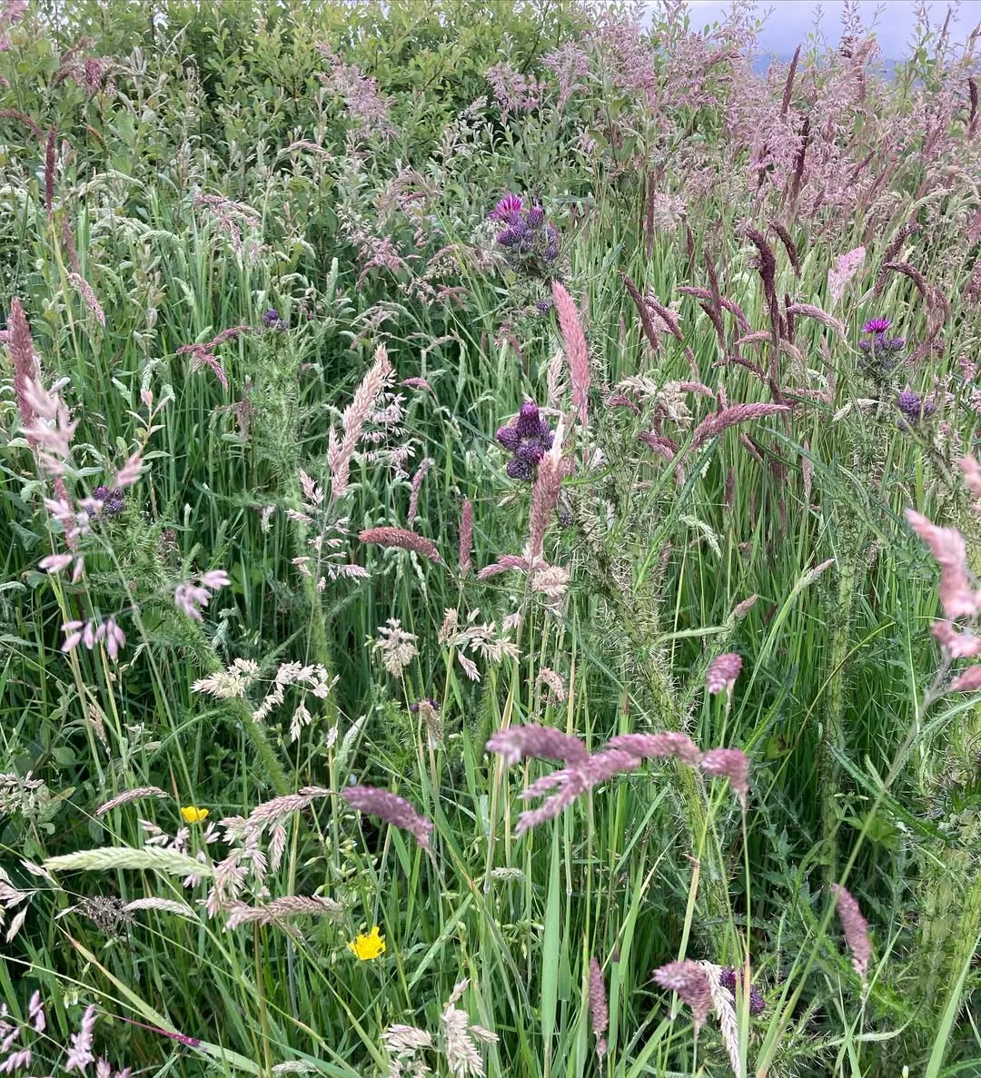 Orchard Grass