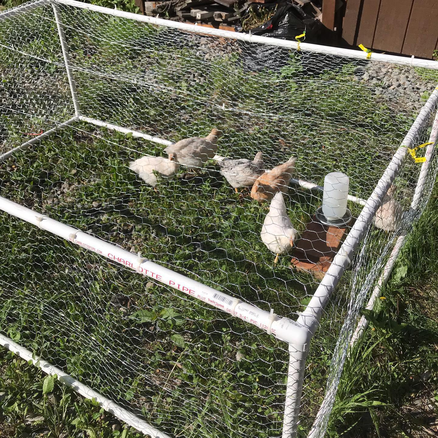 PVC chicken run