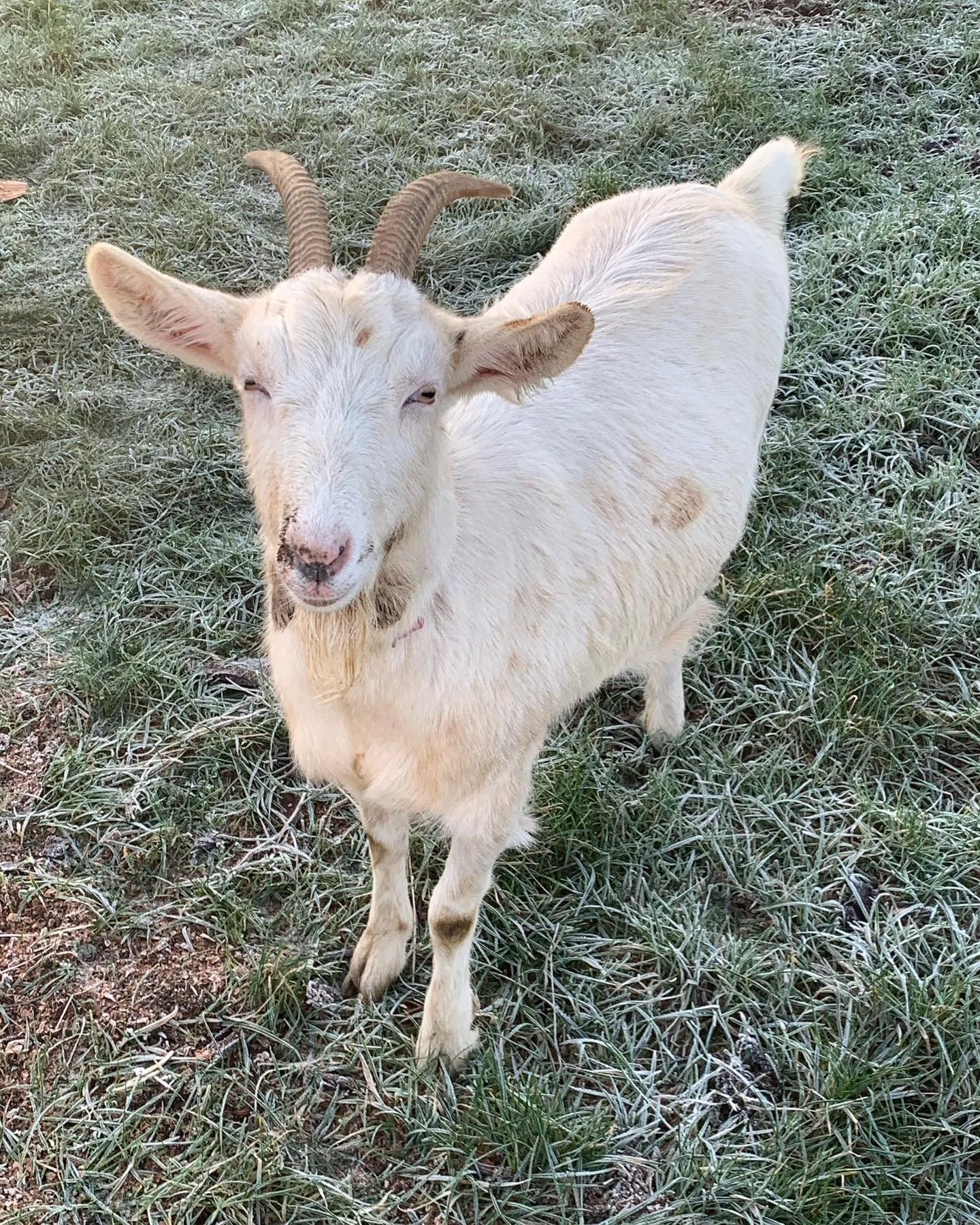 Saanen goat