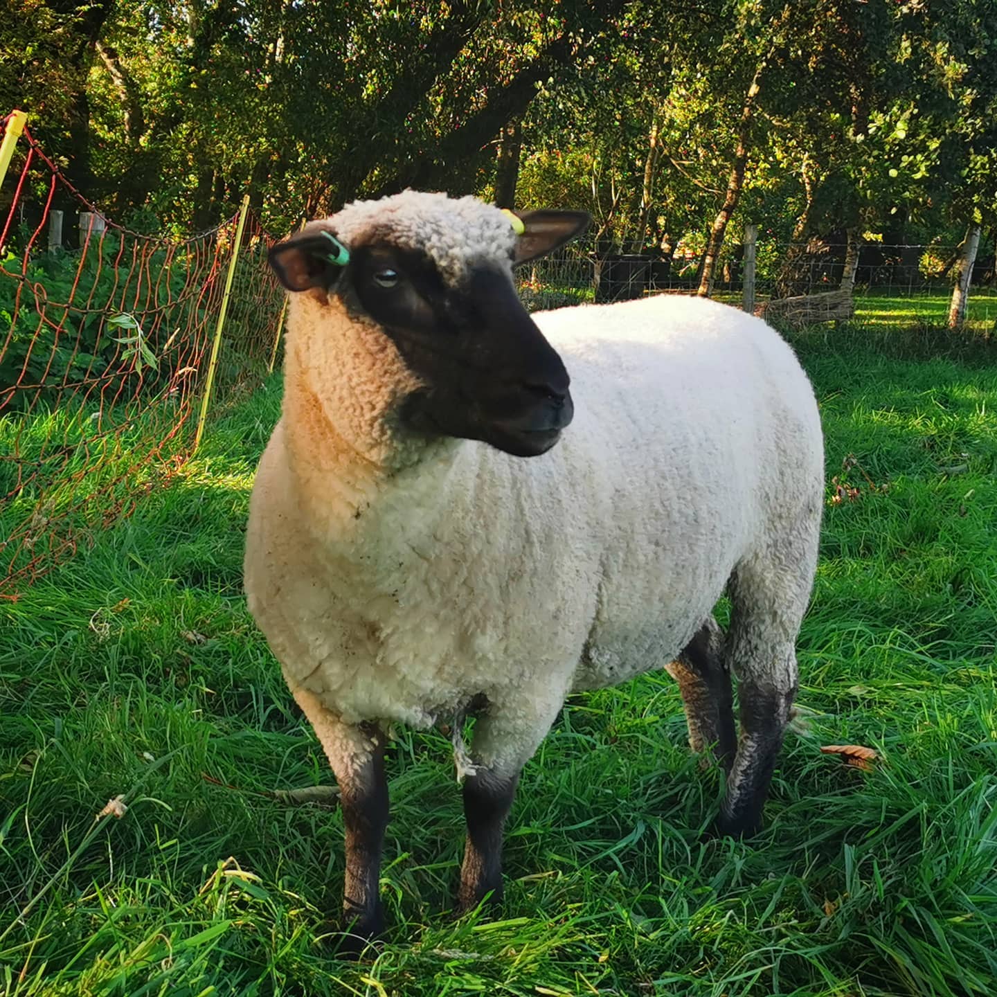 Shropshire Sheep in the grass field