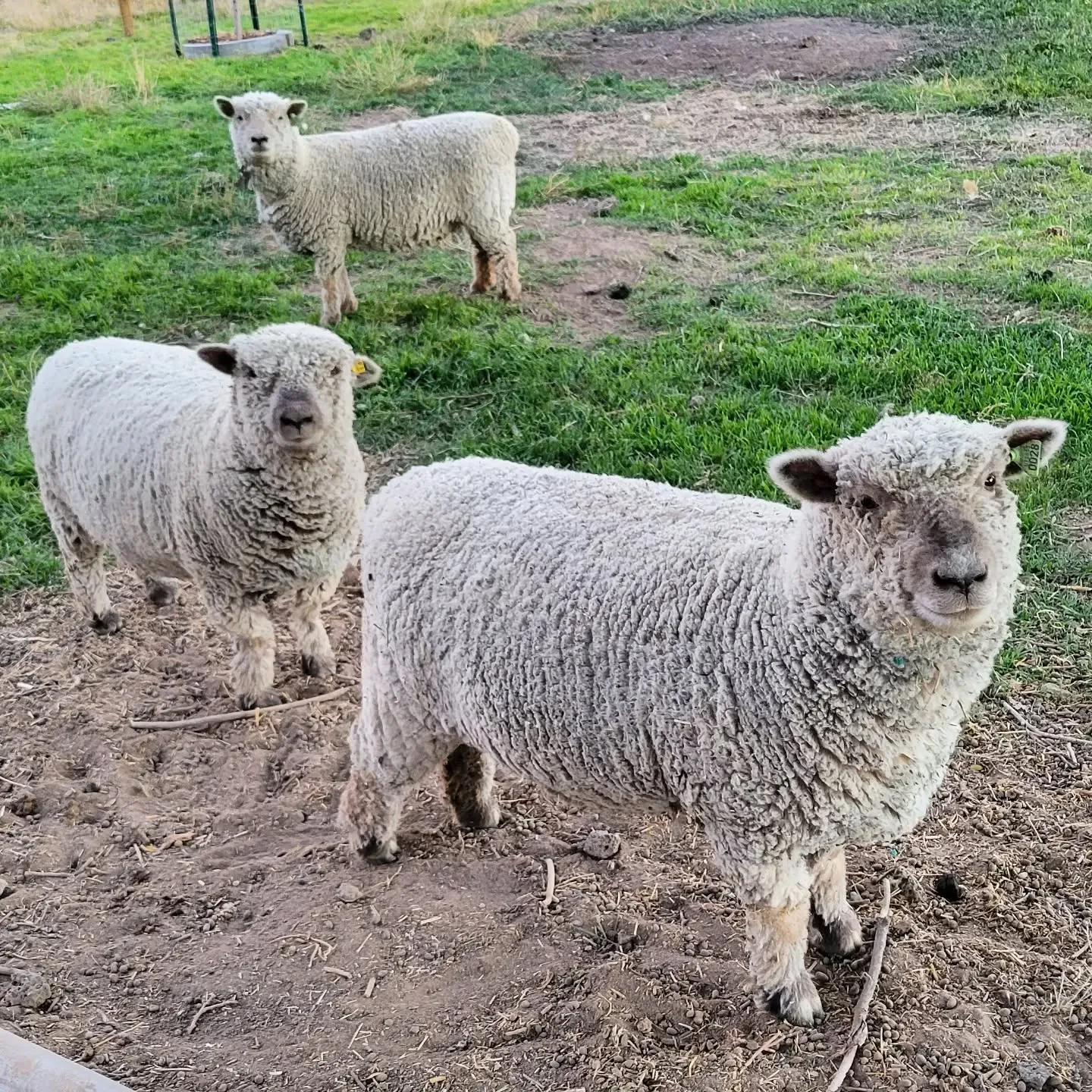 Southdown Sheep in the field