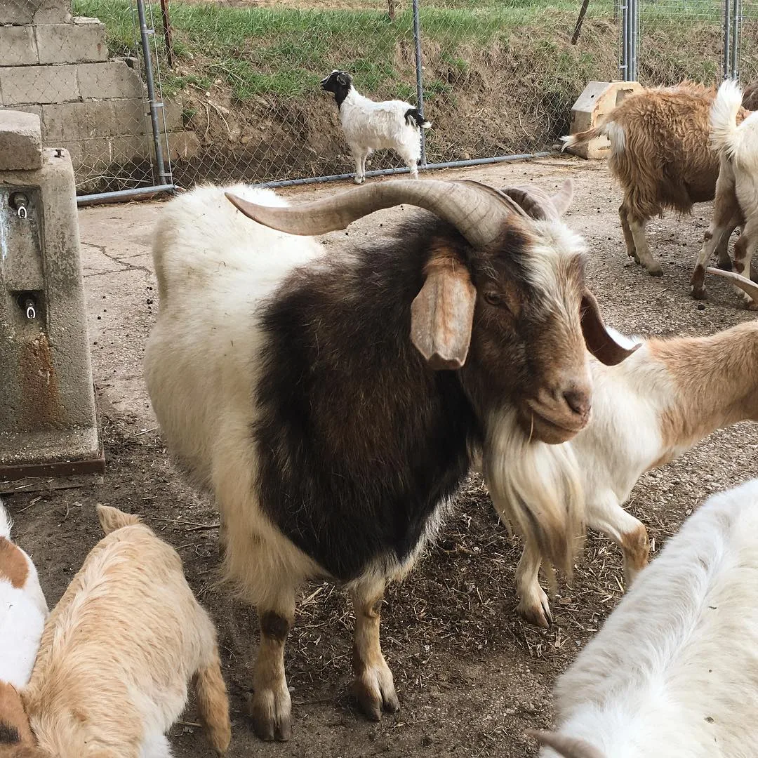 Spanish Goats
