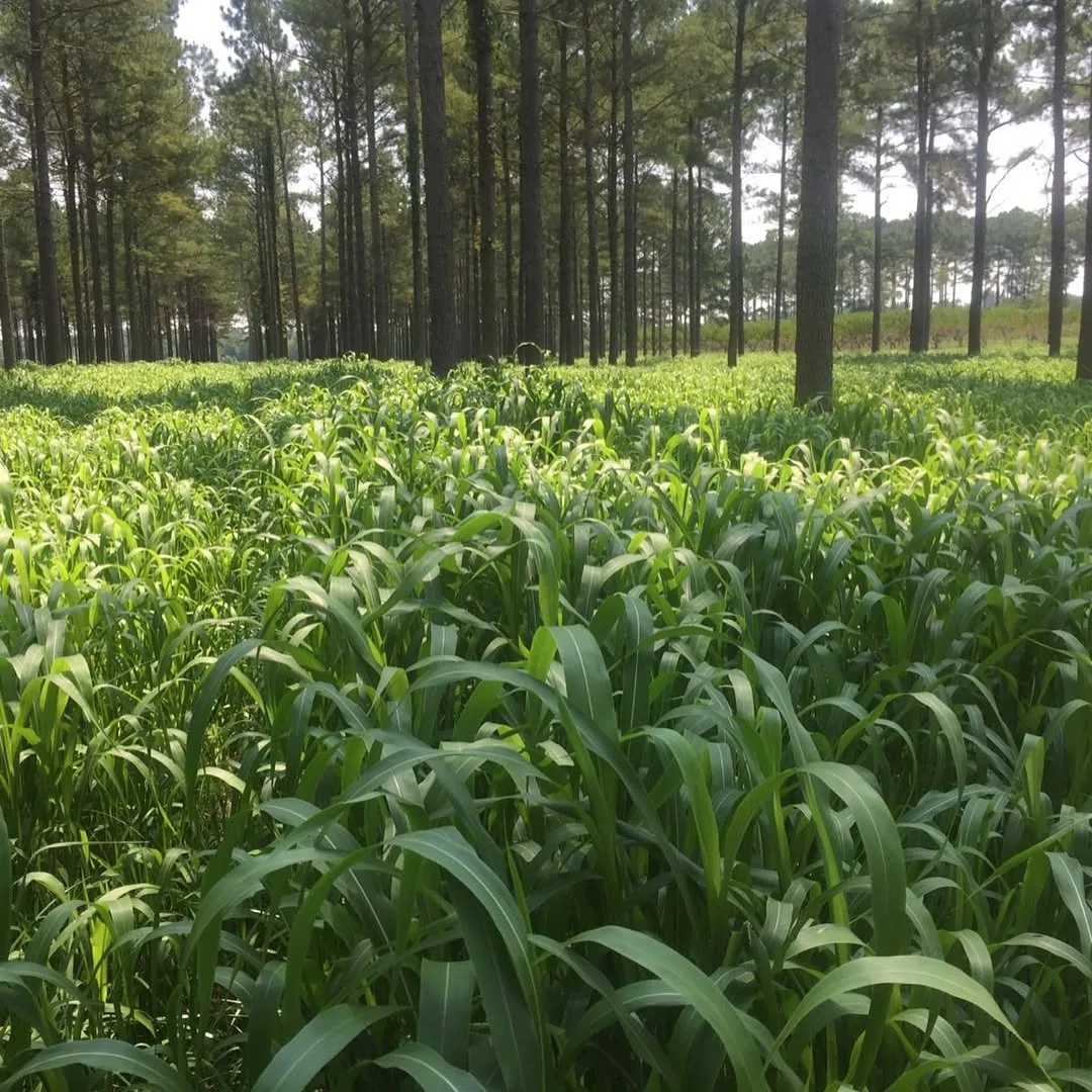 Sudan Grass
