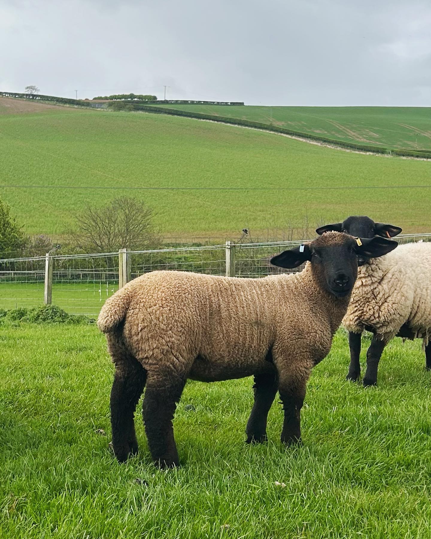 Suffolk Sheep in the meadow