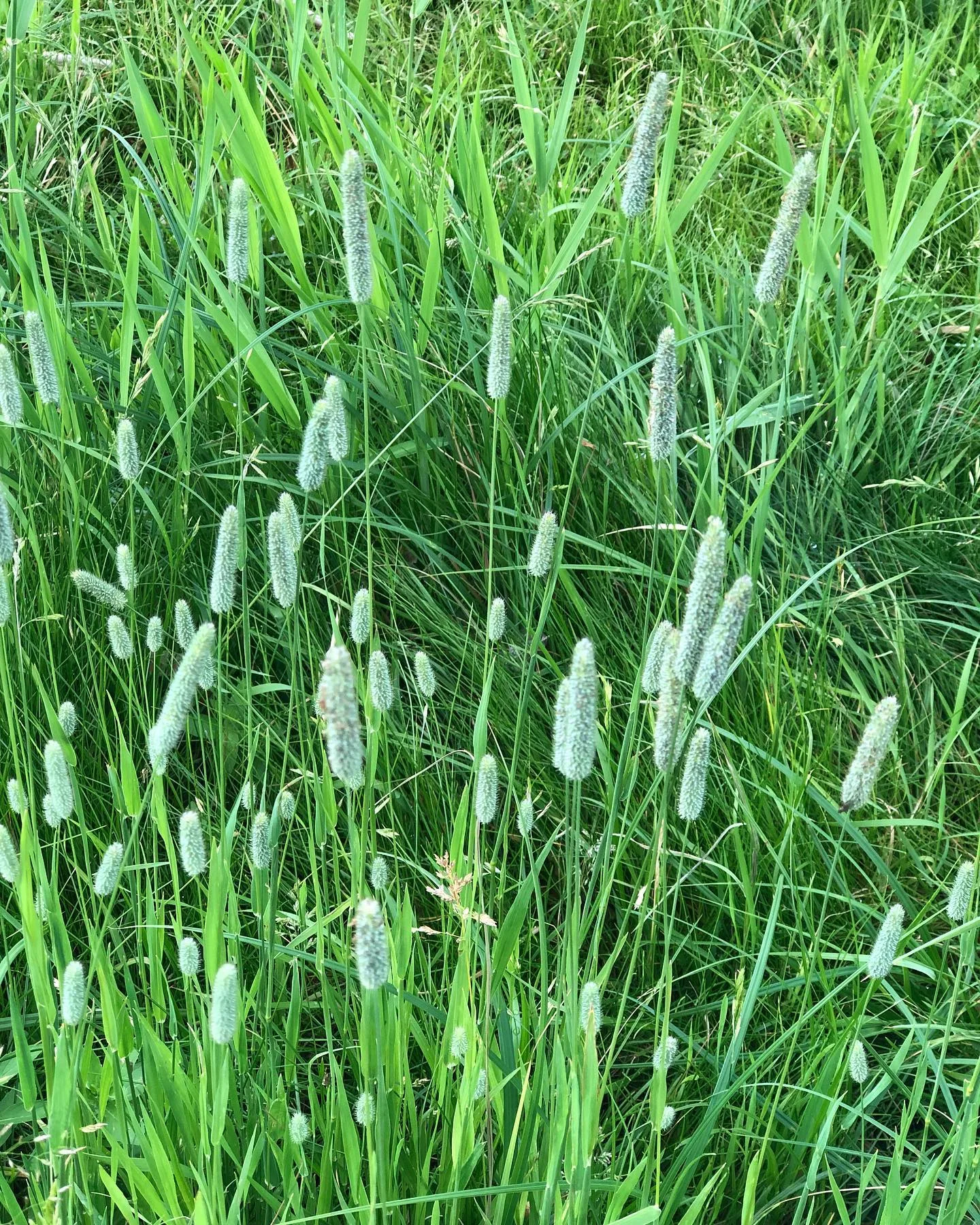 Timothy Grass