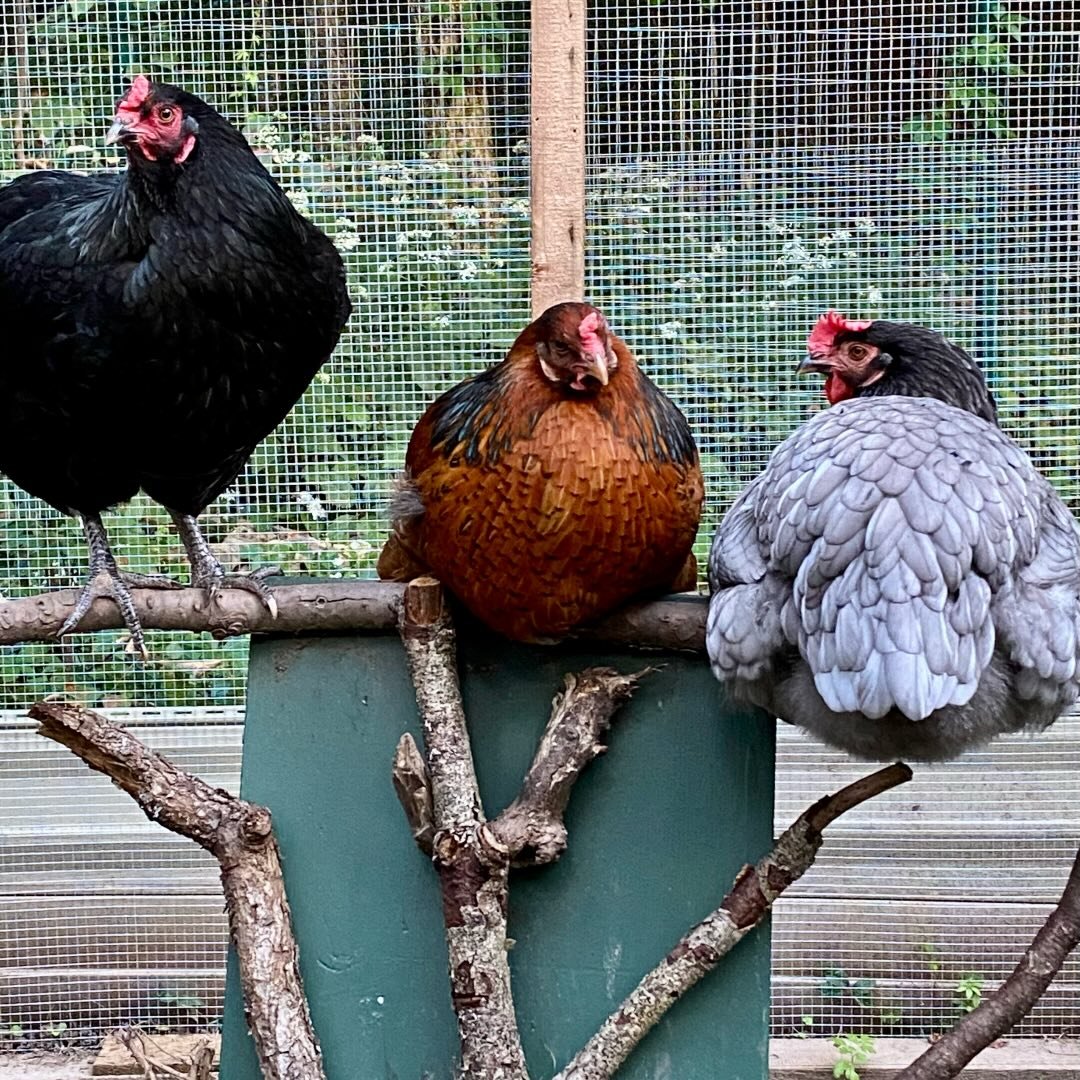 Tree Branch Roost