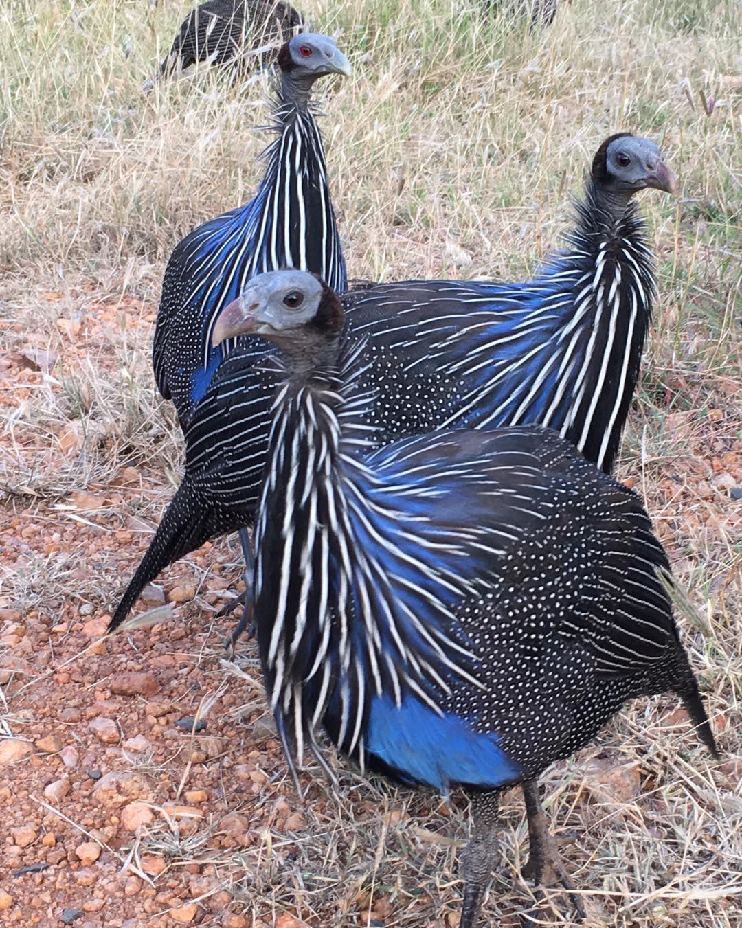 Vulturine Guinea Fowls in the field