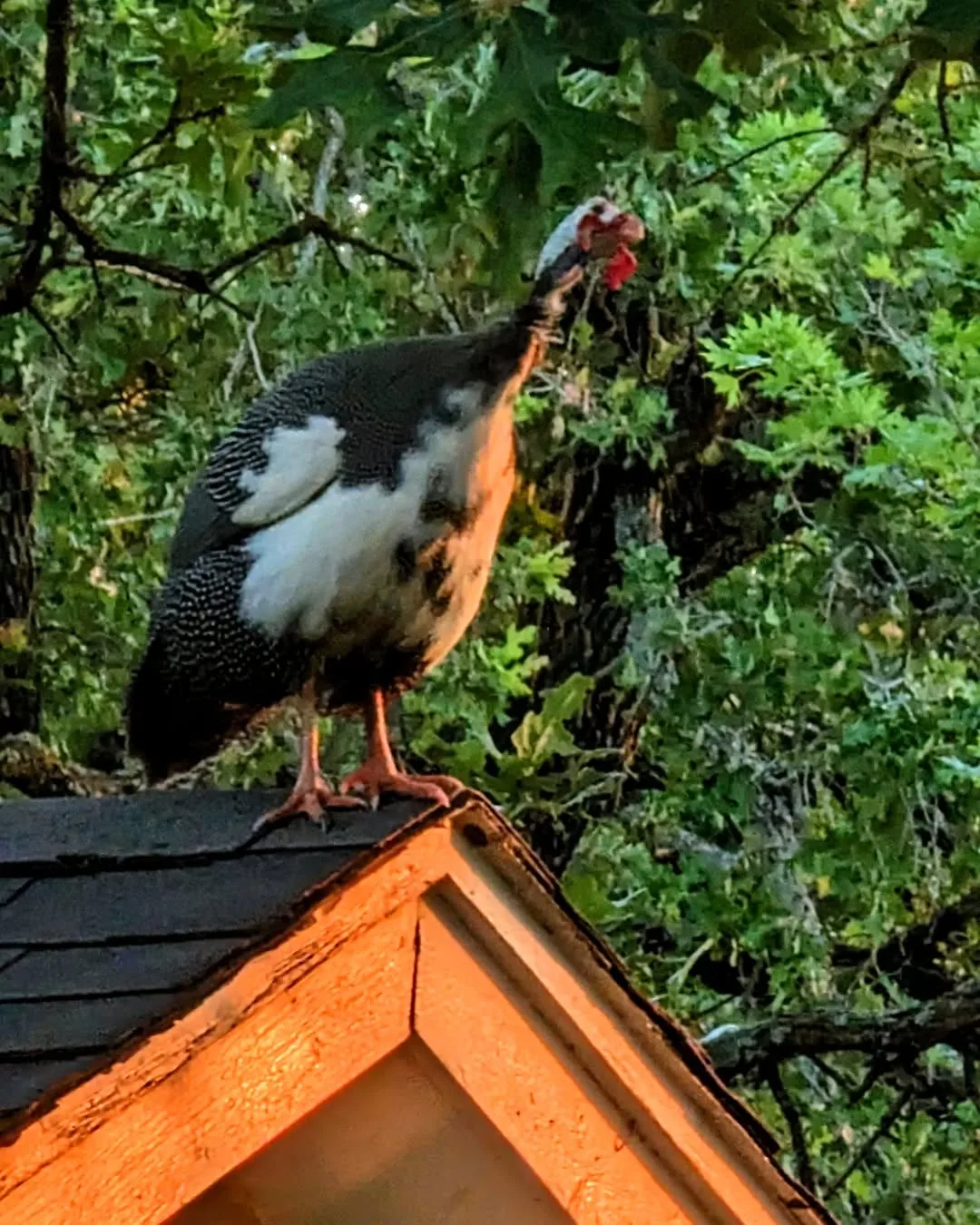 White-breasted Guinea on the top of the coop