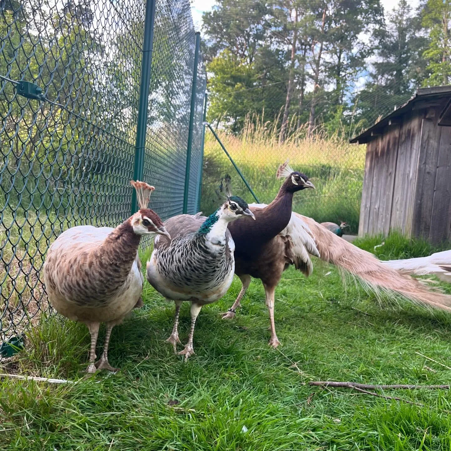 a flock of peafowls on the farm
