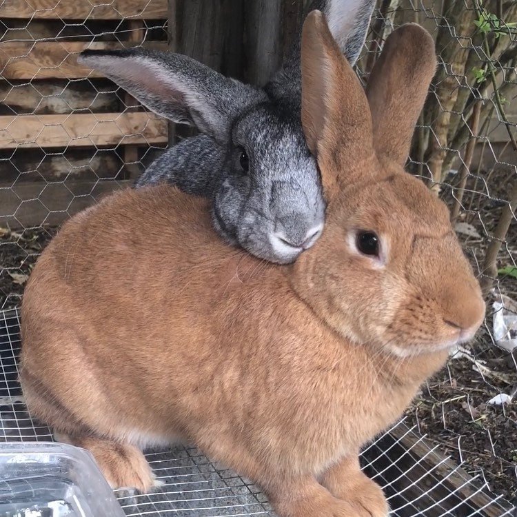 a pair of rabbits in cage