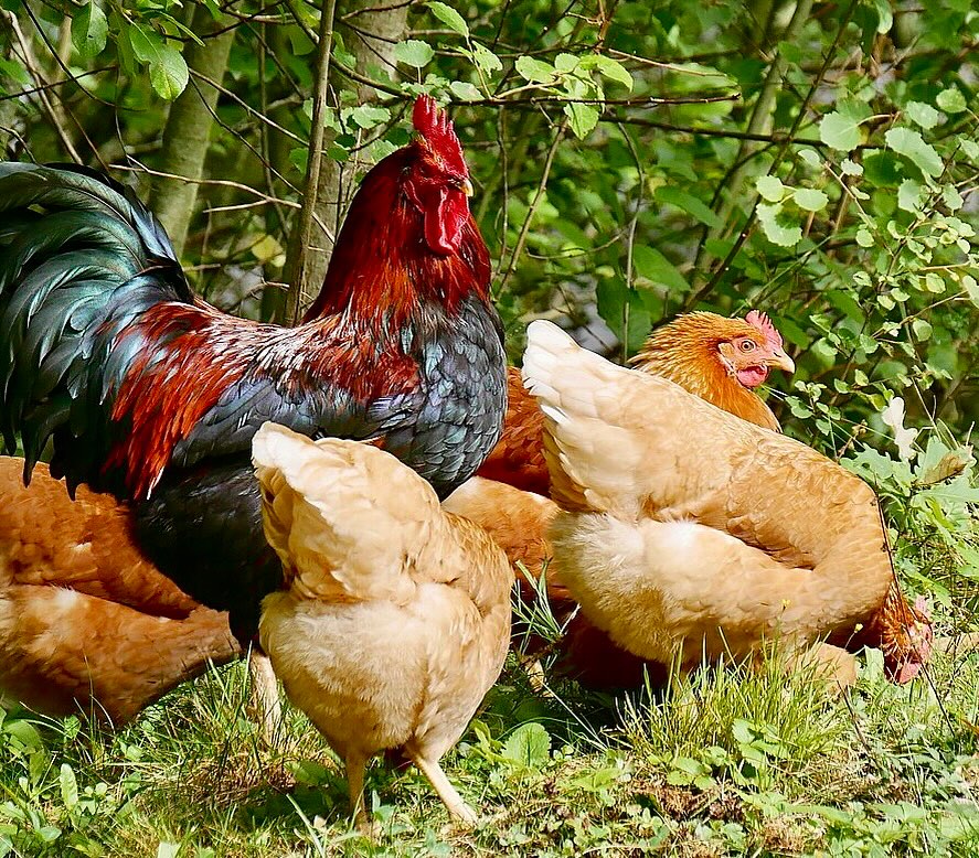 backyard flock in free range setting