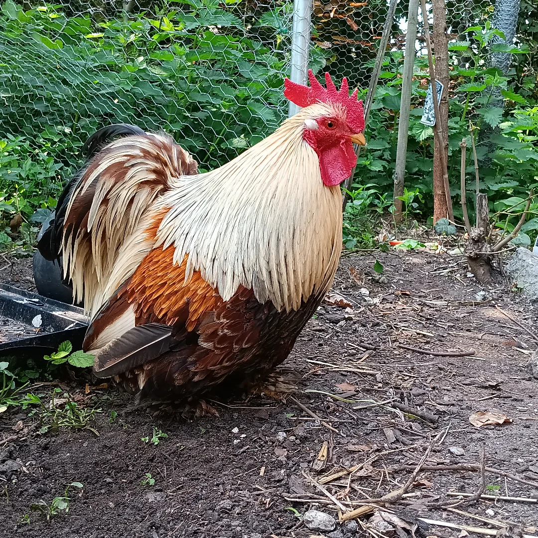 beautiful rooster