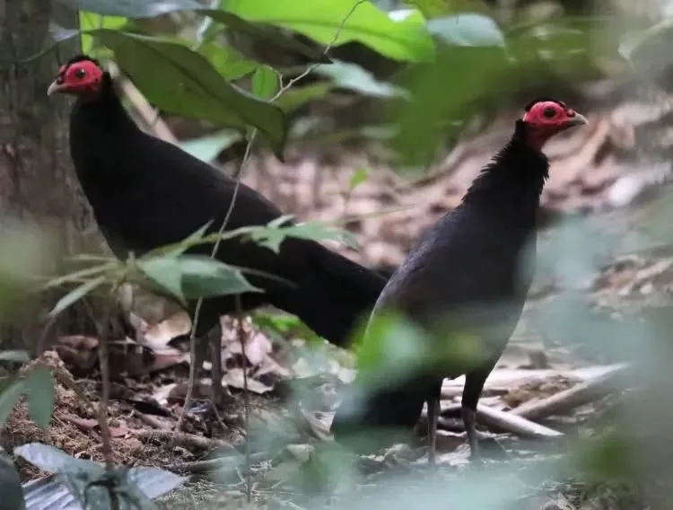 black guinea fowls in the forest