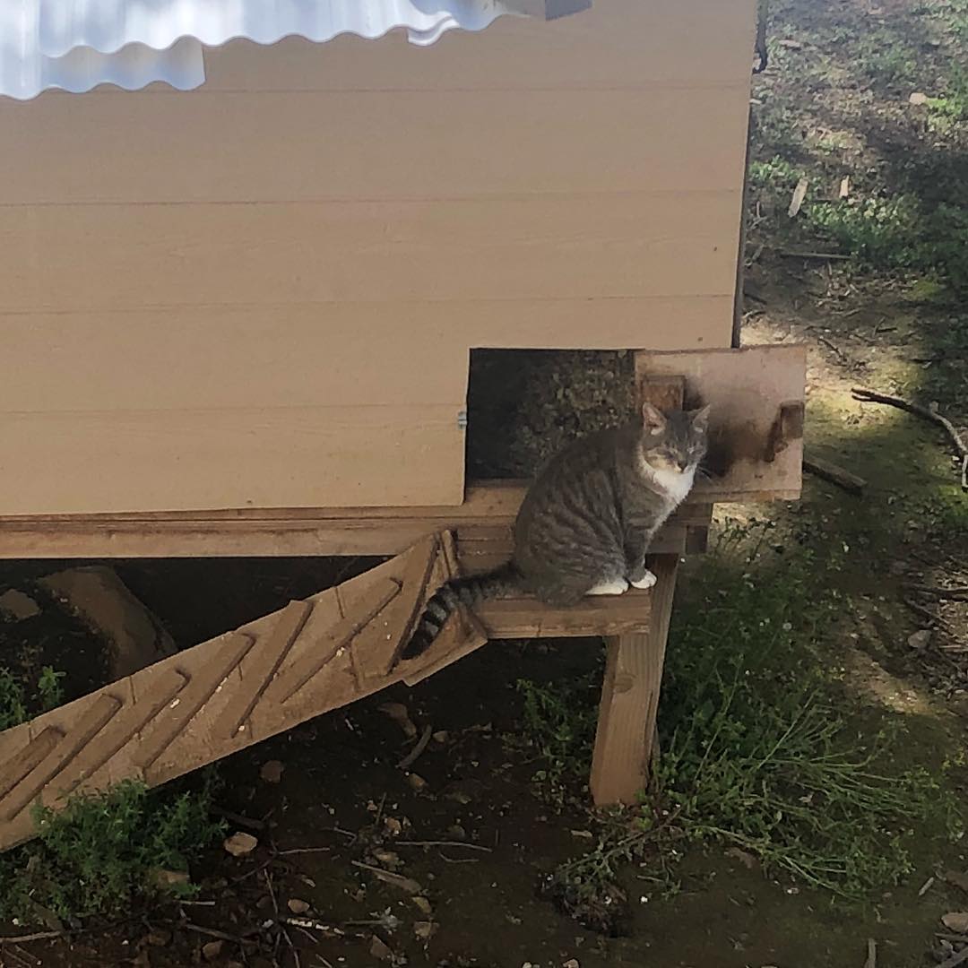 cat before the open door of chicken coop