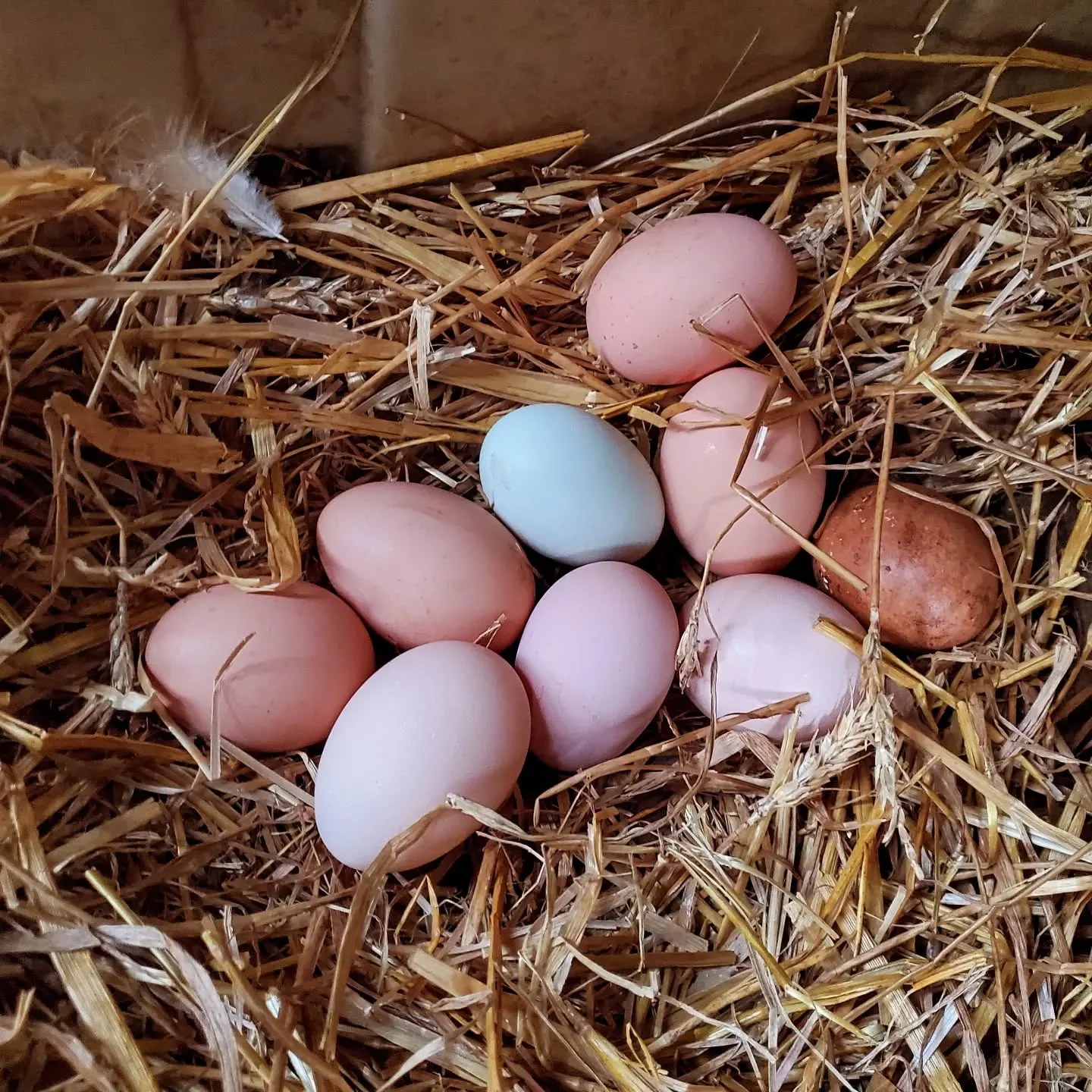 chicken eggs in nest