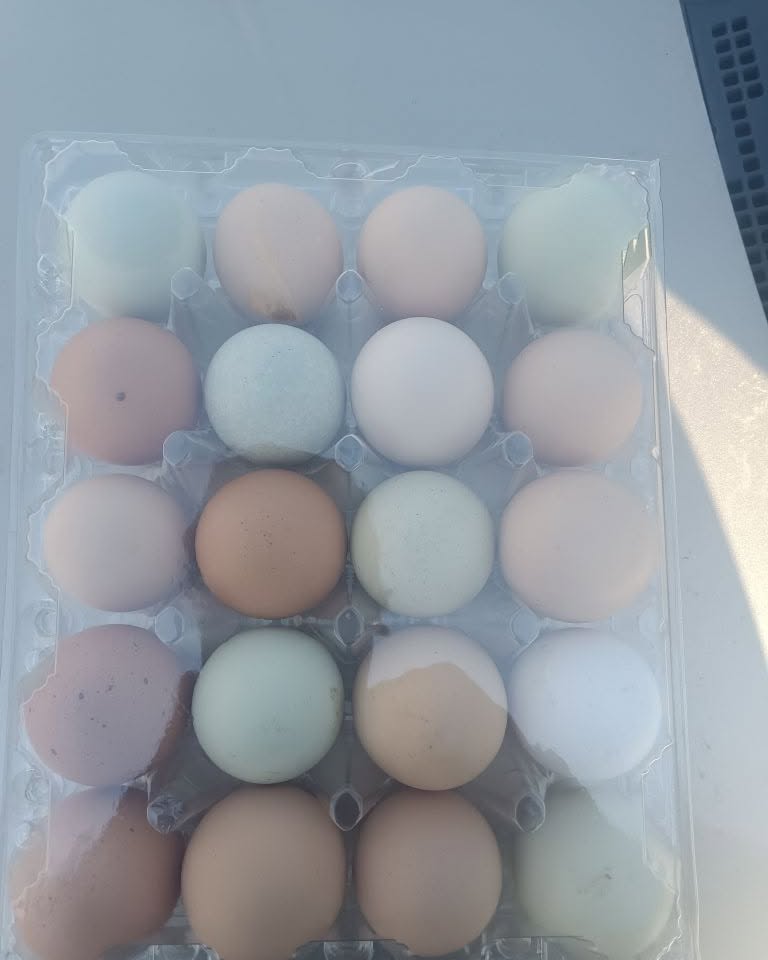 chicken eggs in sealed container