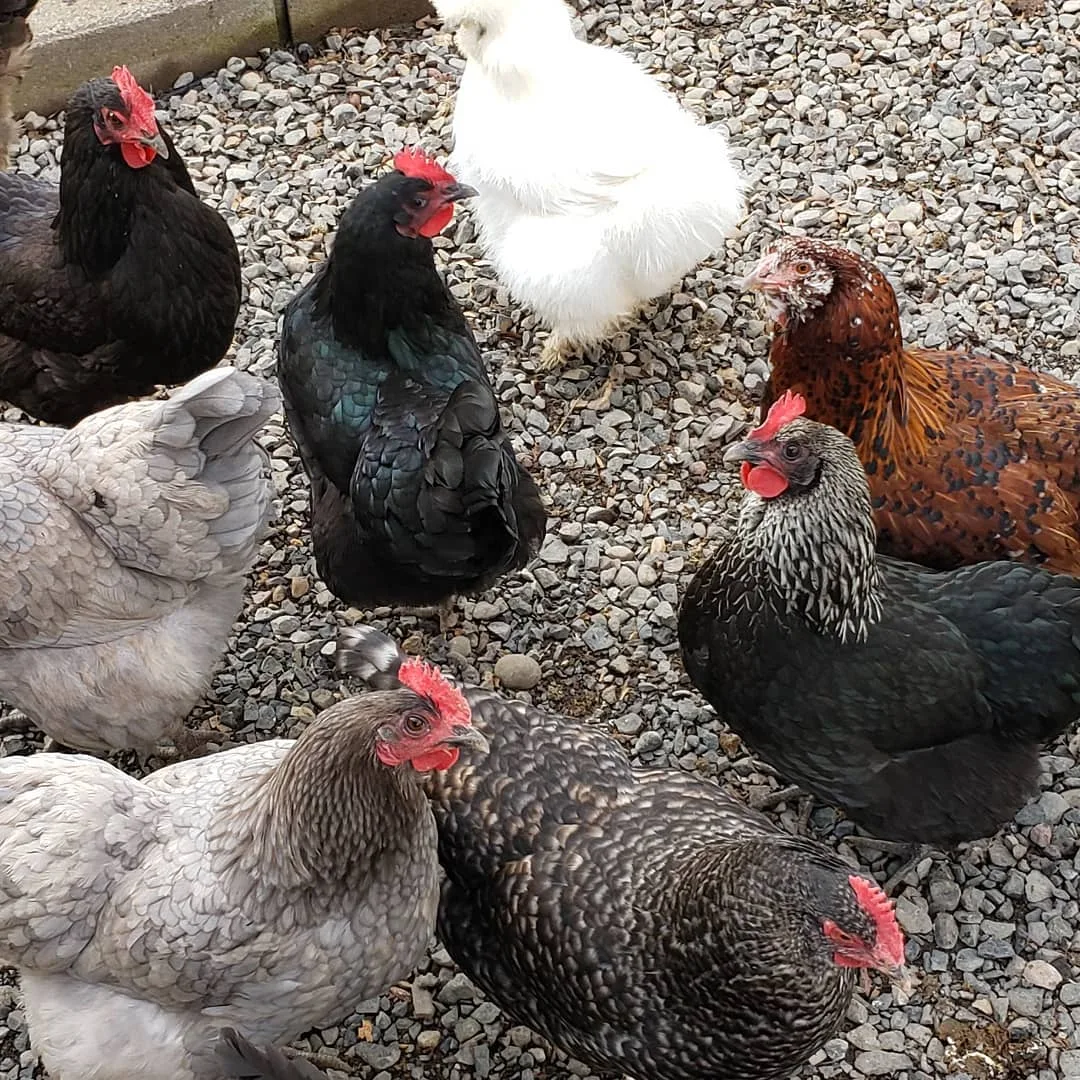chicken flock