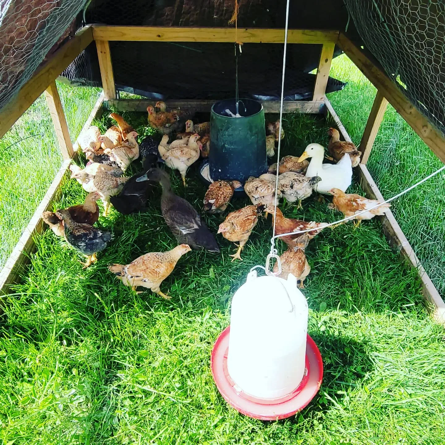 chicken tractor