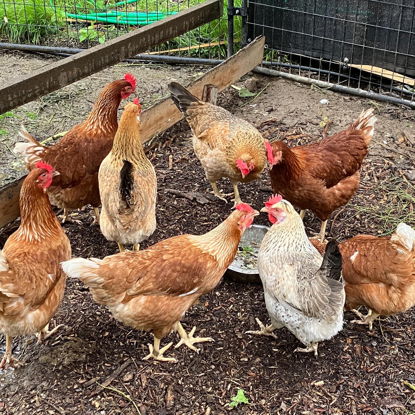 chickens eating compost