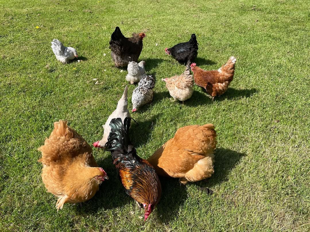 chickens foraging on the meadow