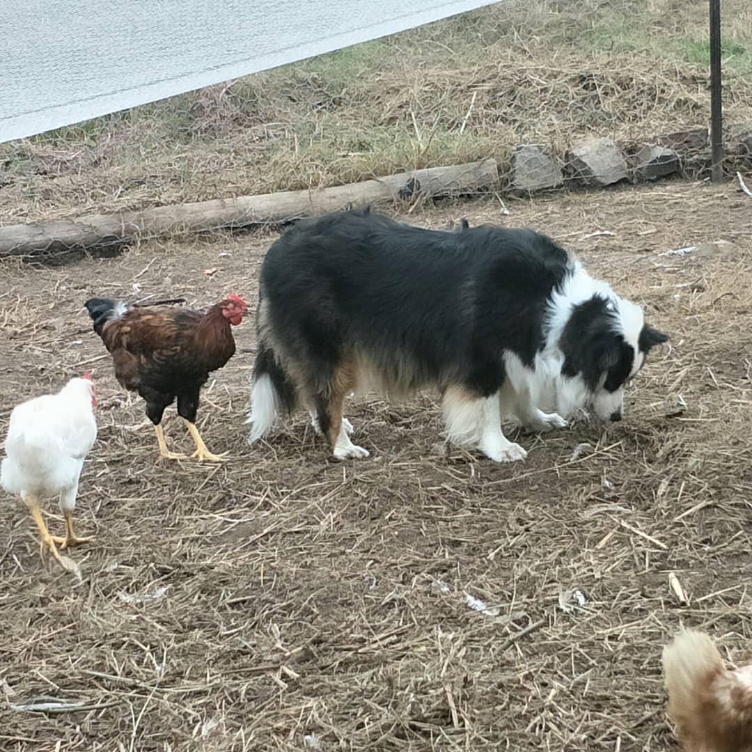 dog guarding chickens