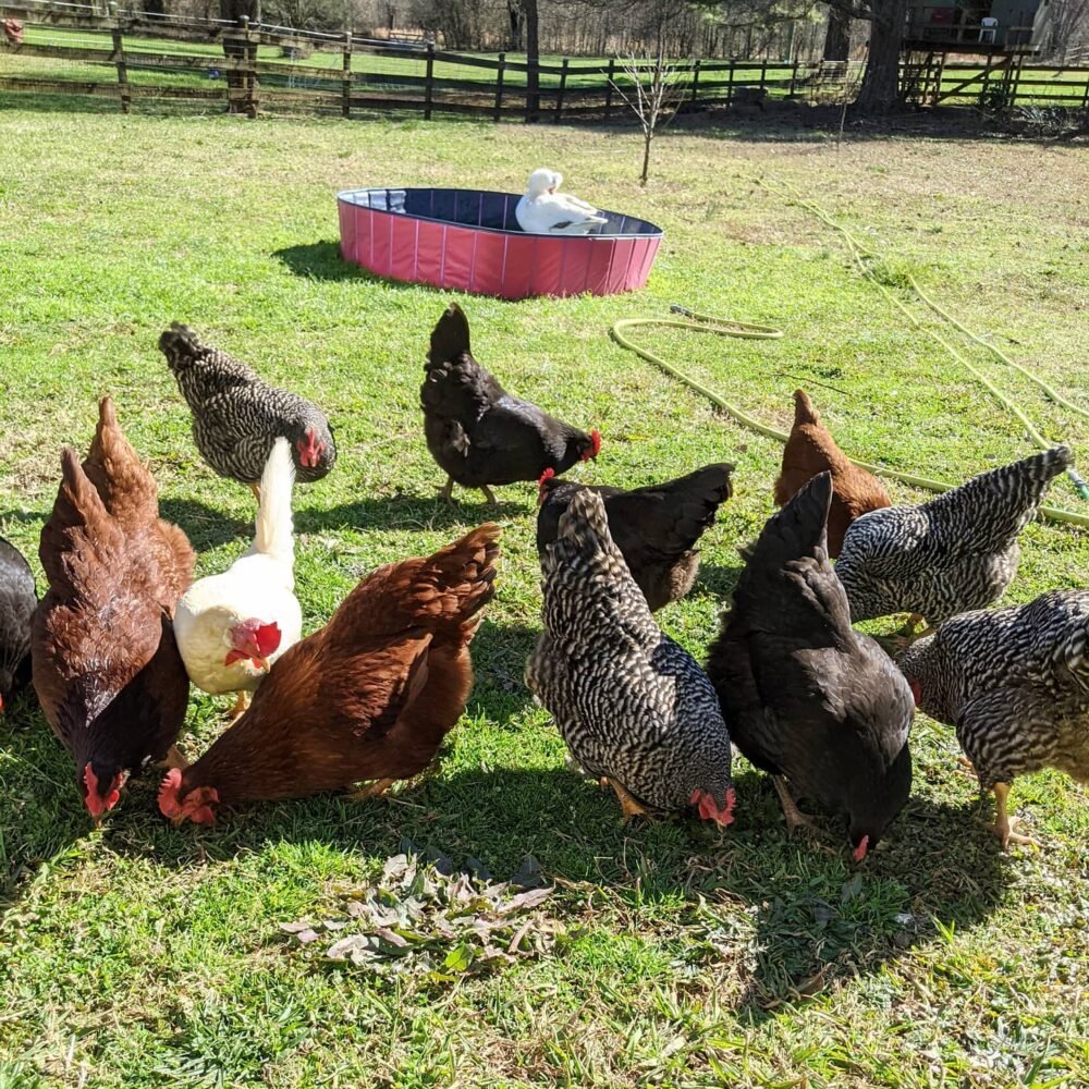 free range chickens foraging outdoors