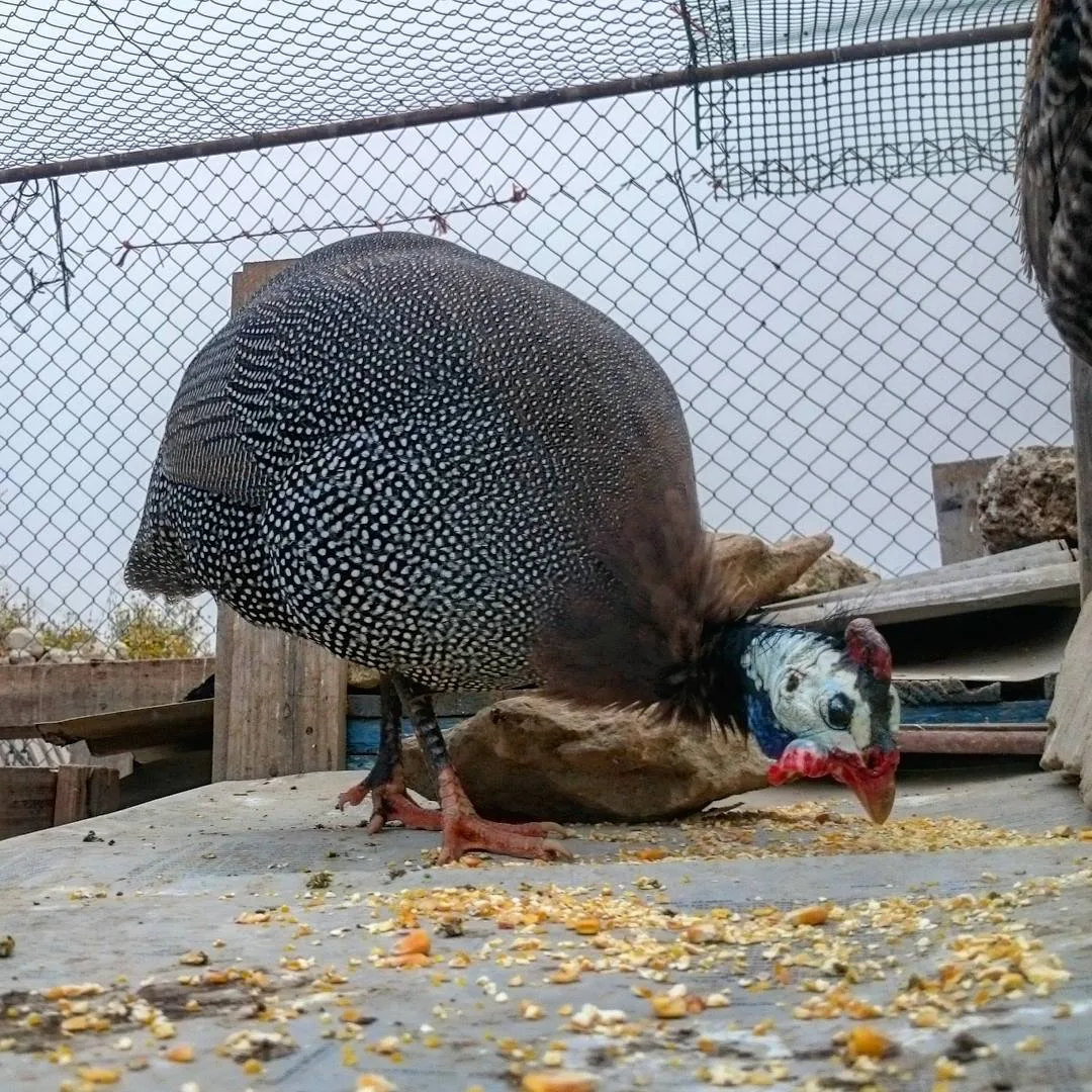 guinea fowl under the pen