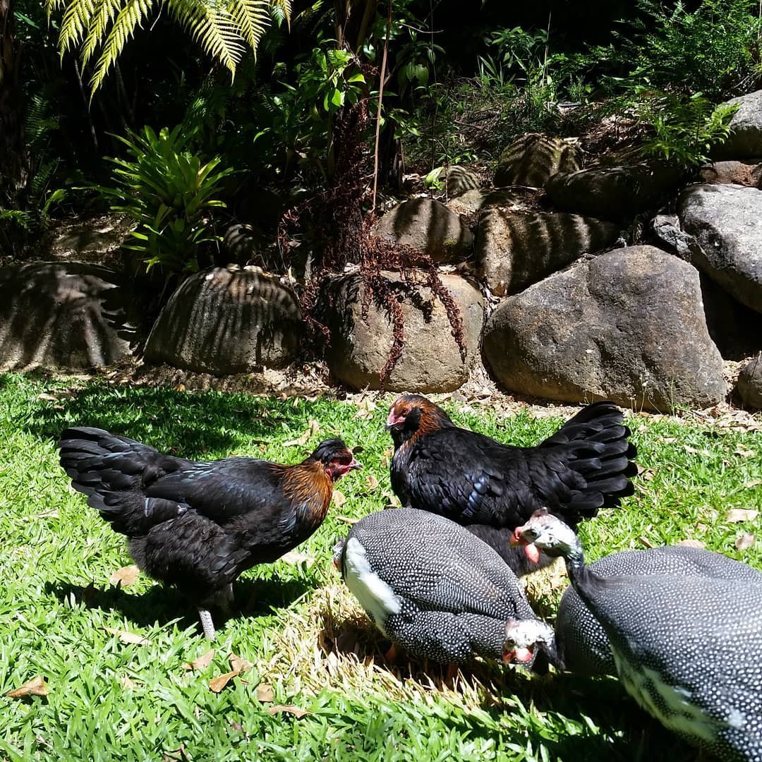 guinea fowls and chickens foraging