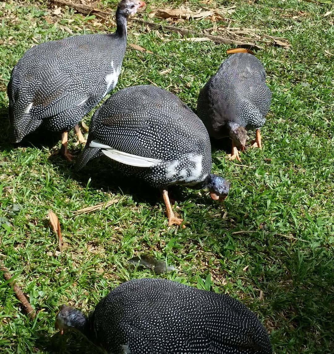 guinea fowls foraging bugs
