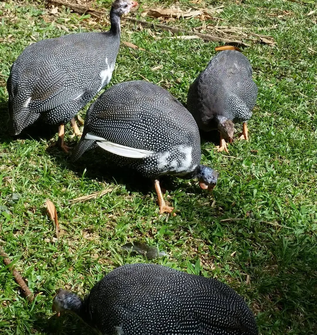 guinea fowls foraging bugs