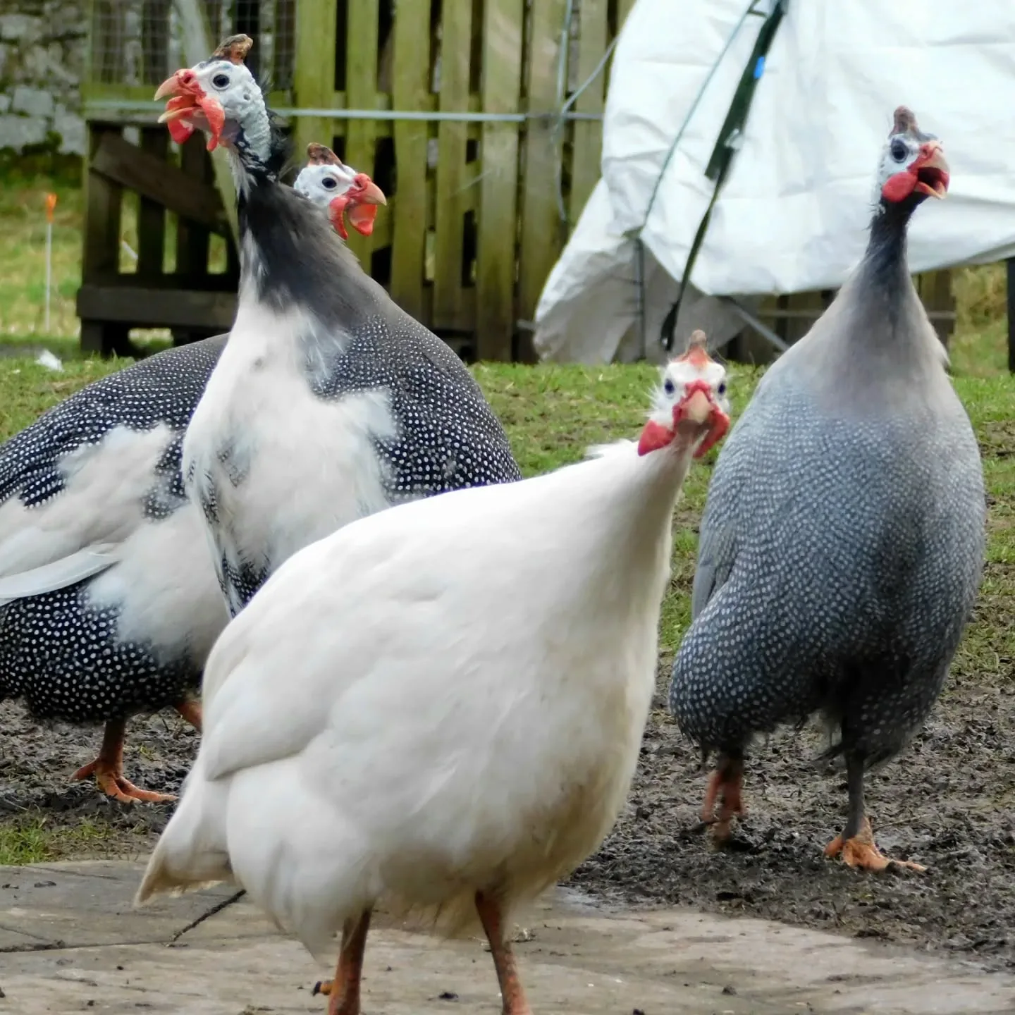 guinea fowls in the farm