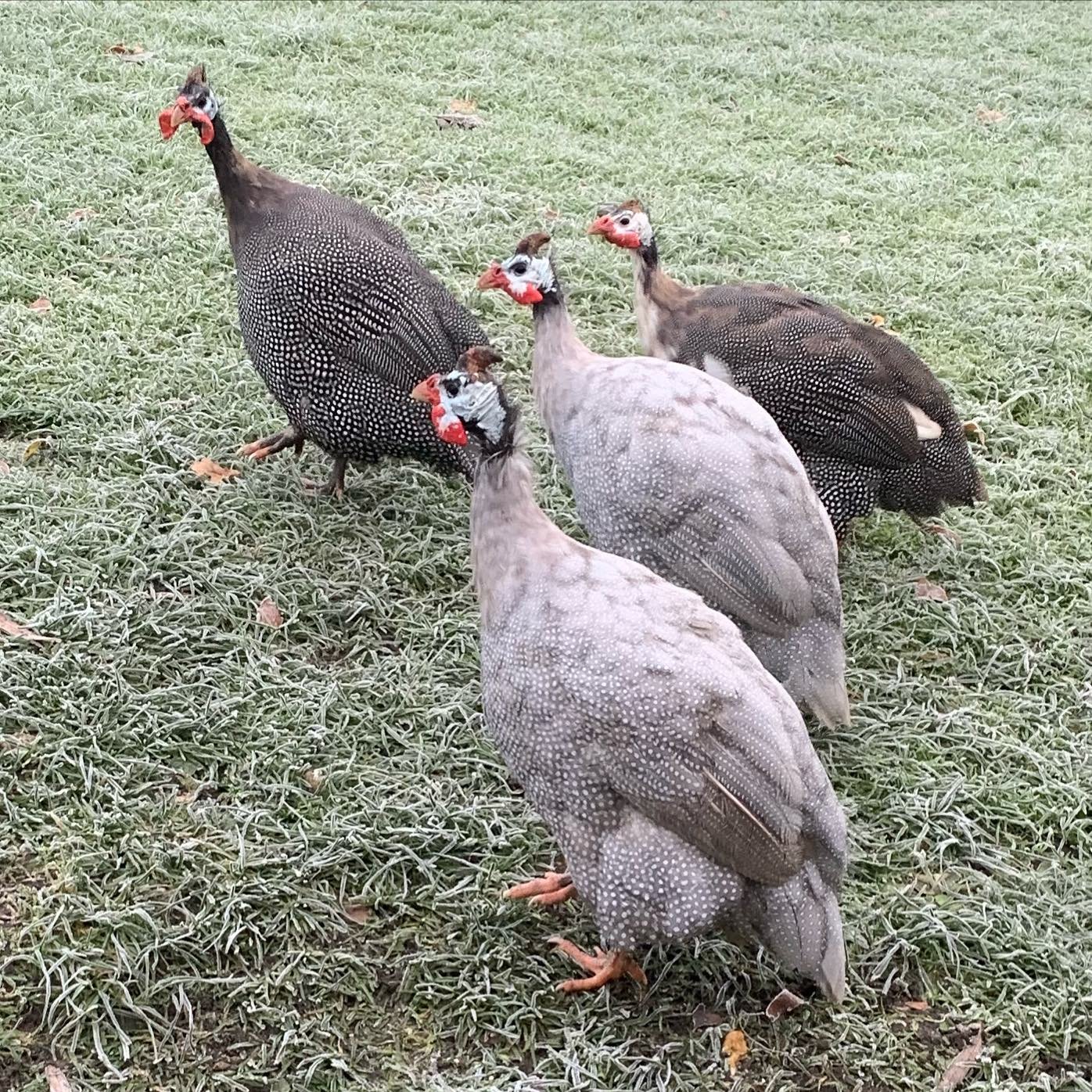 guinea fowls in the pasture field
