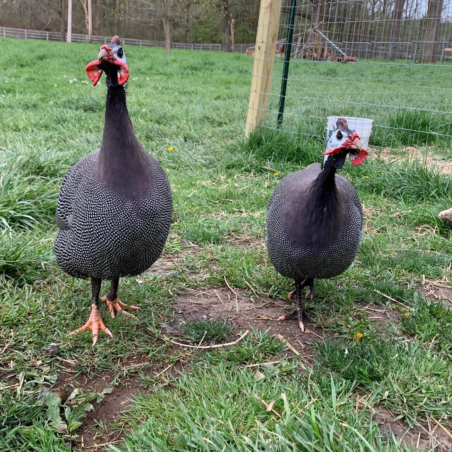 guinea fowls in the pasture ground