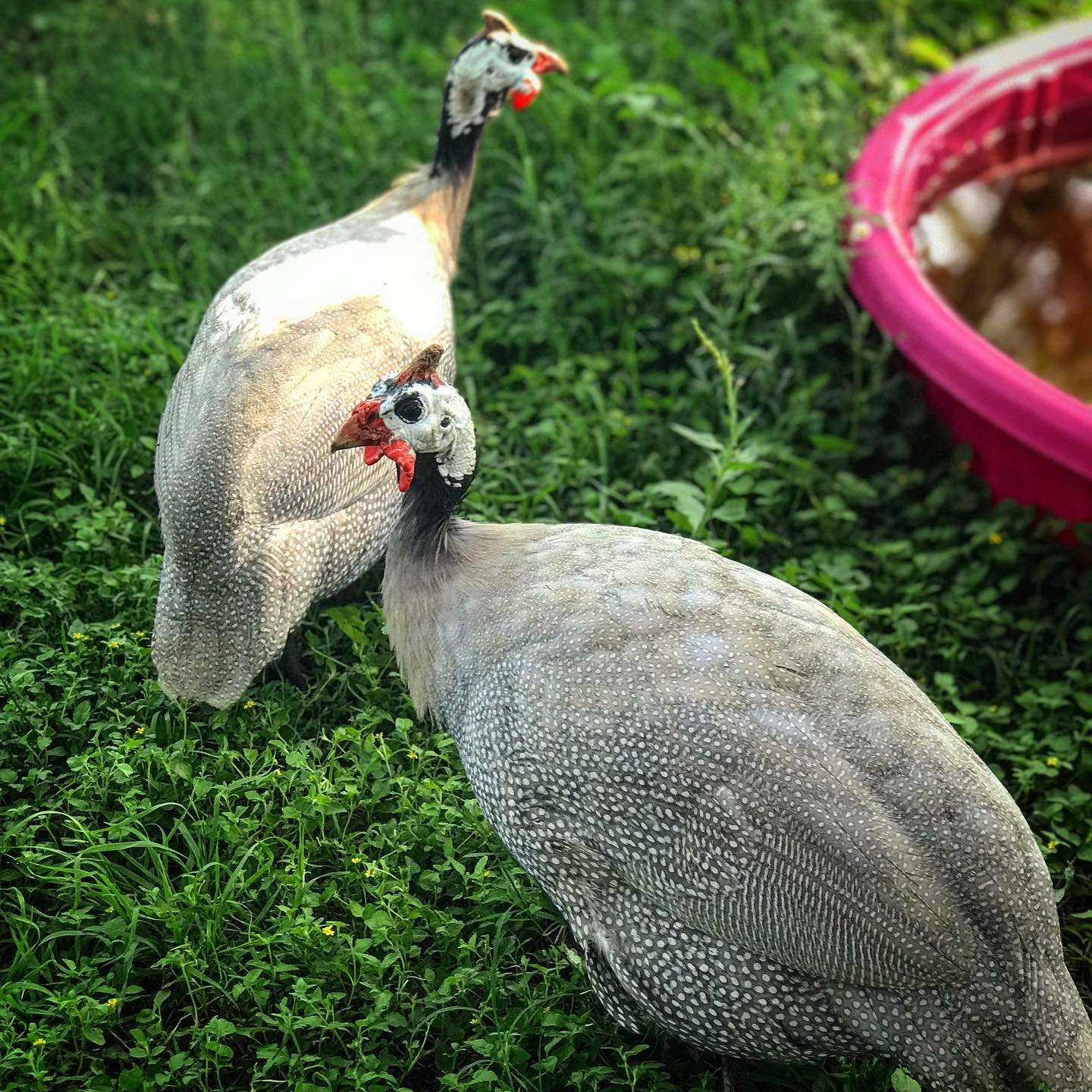 guinea fowls near water tub
