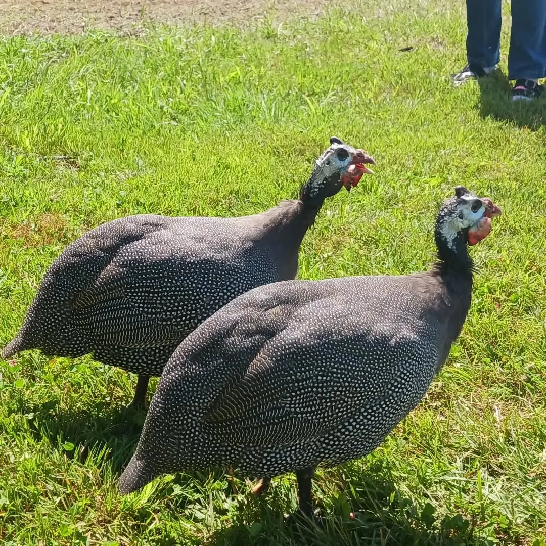 guinea fowls outdoors