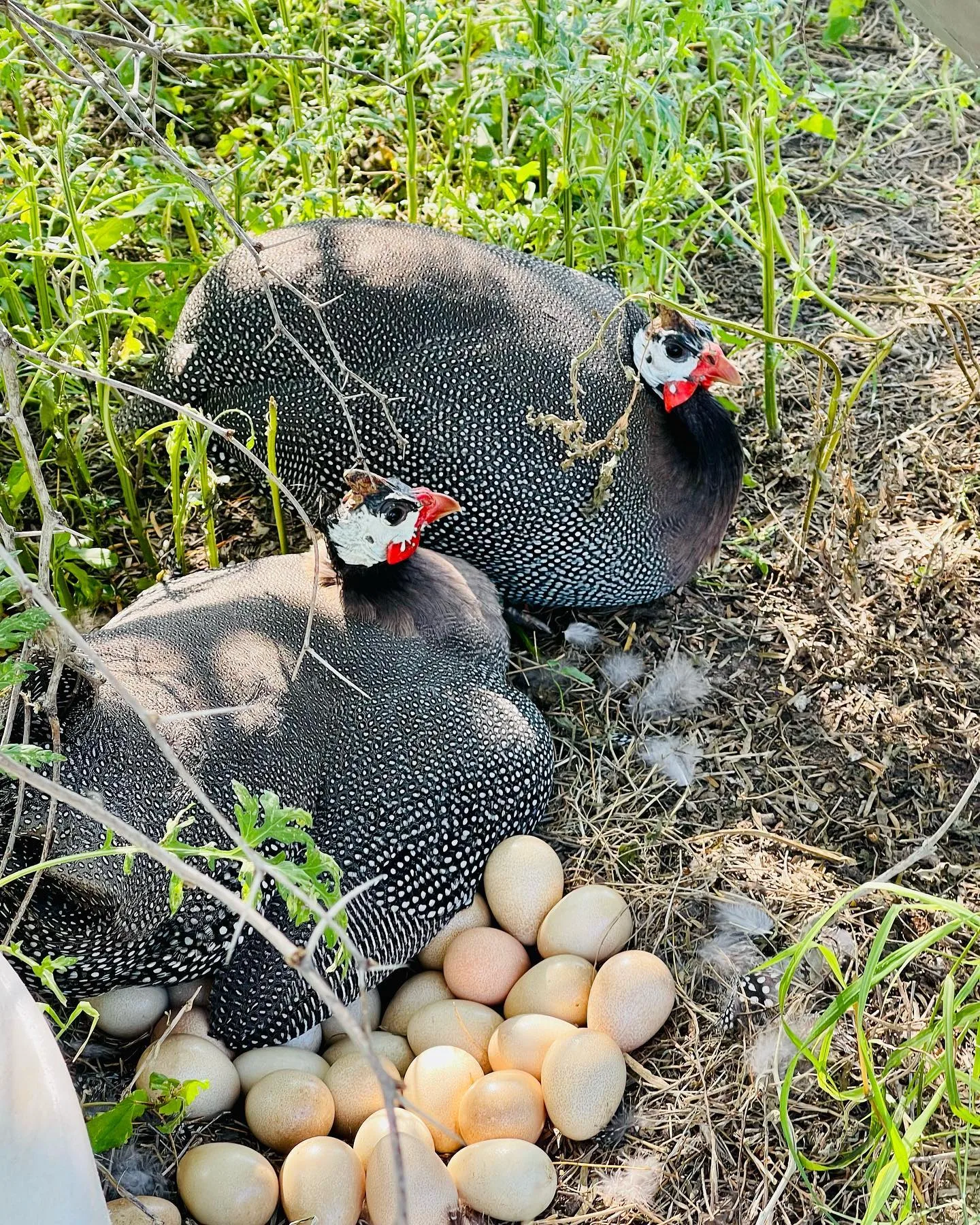 guinea hen sitting on eggs