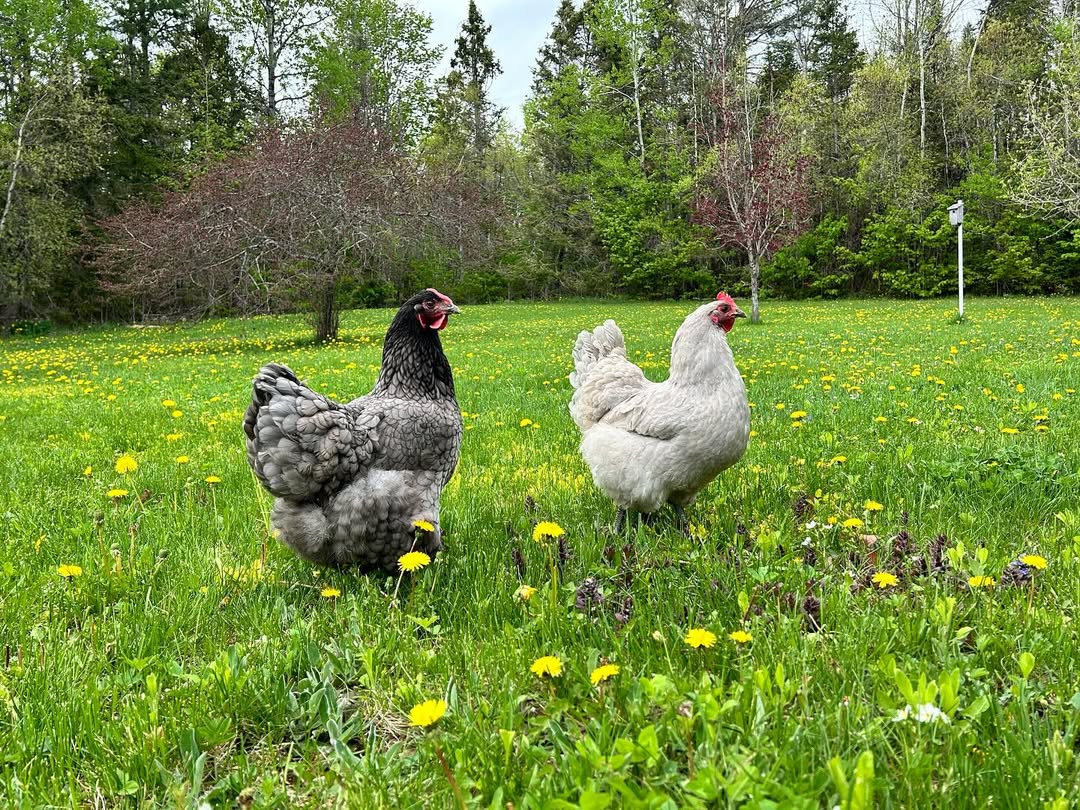 hens foraging on meadow