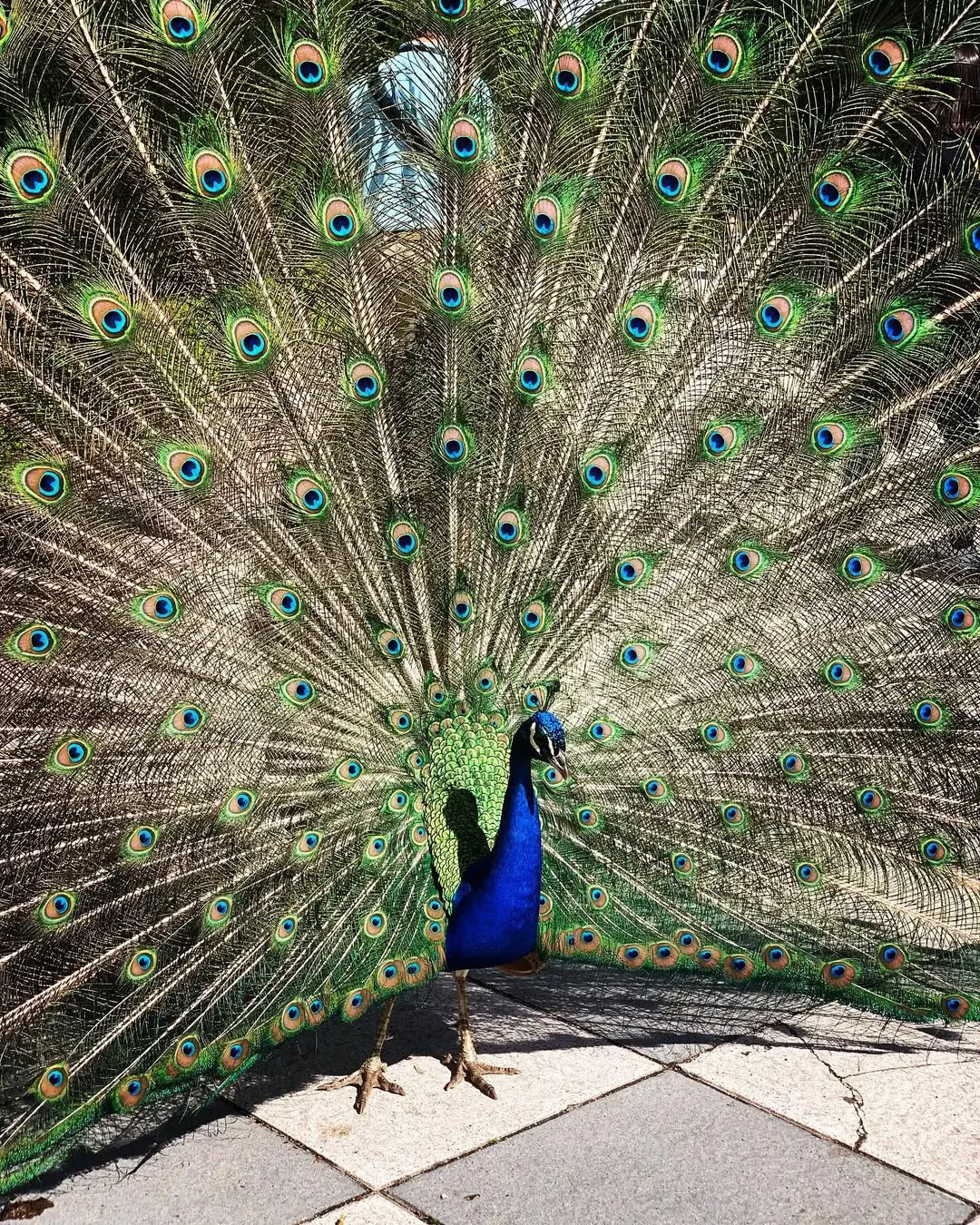 peacock dancing