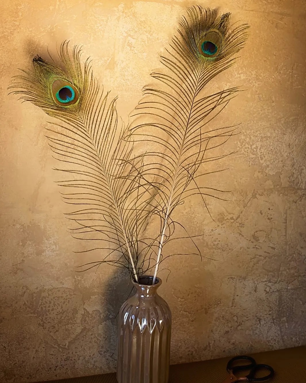 peacock feathers in vase