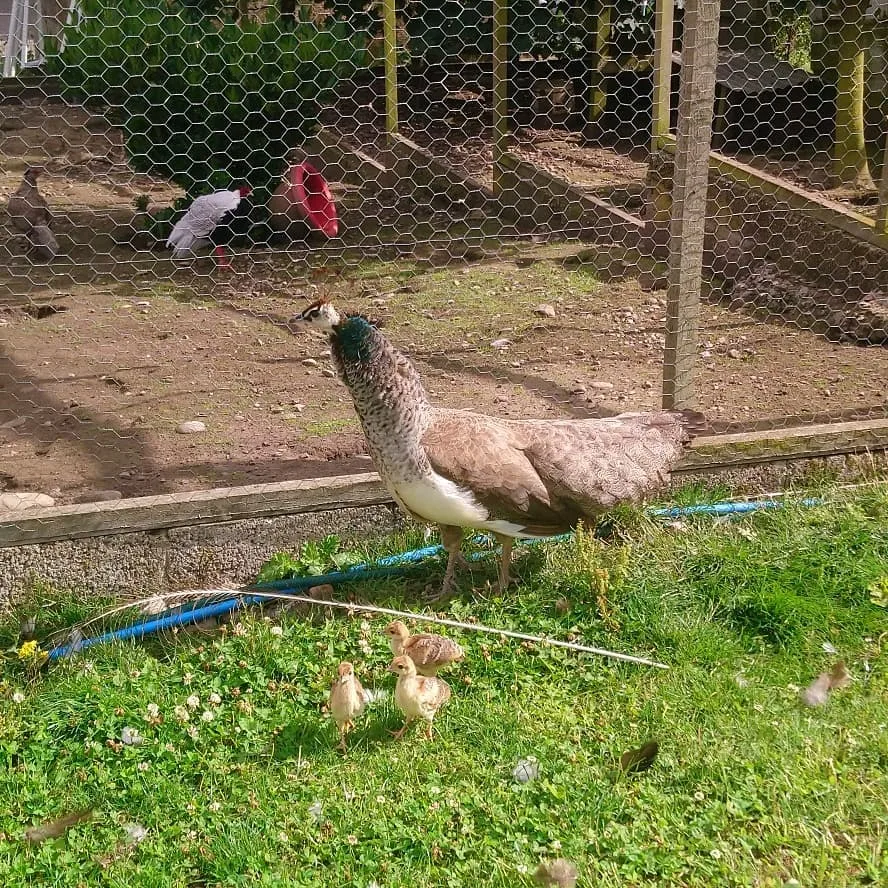 peahen with her chicks