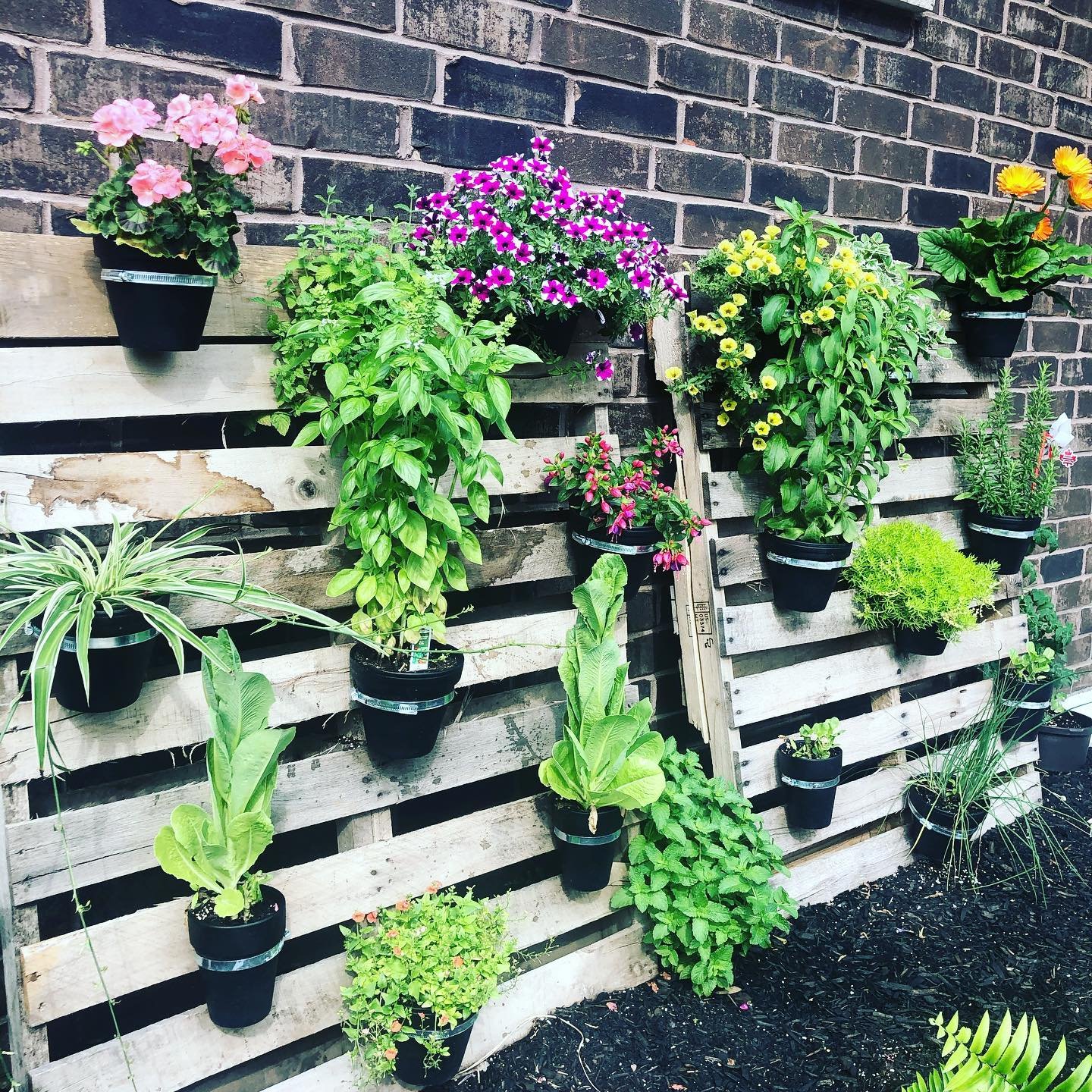 potted gardening on vertical pallets