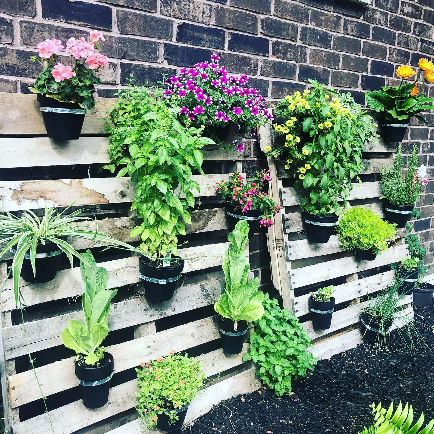 potted gardening on vertical pallets