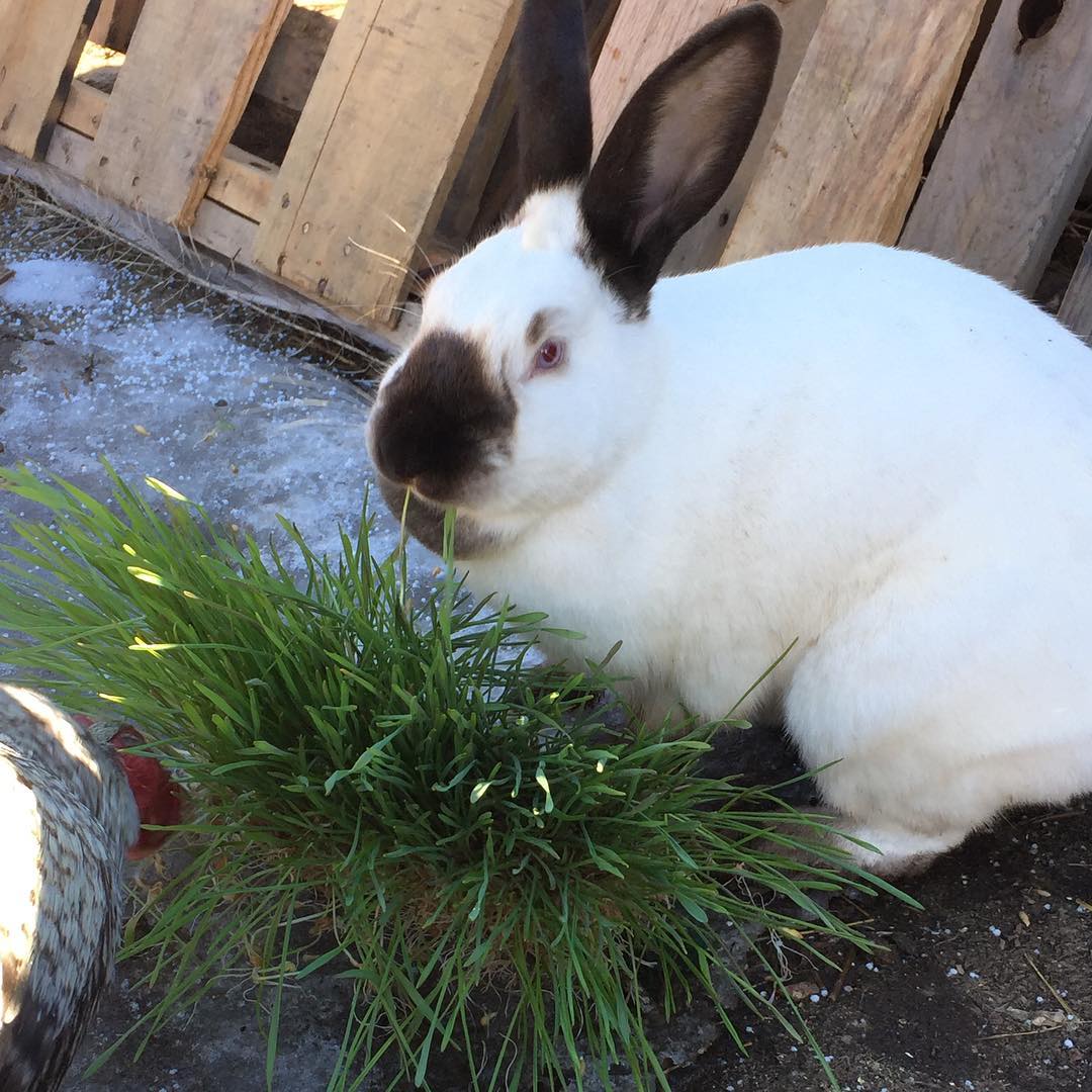 rabbit eating fodder