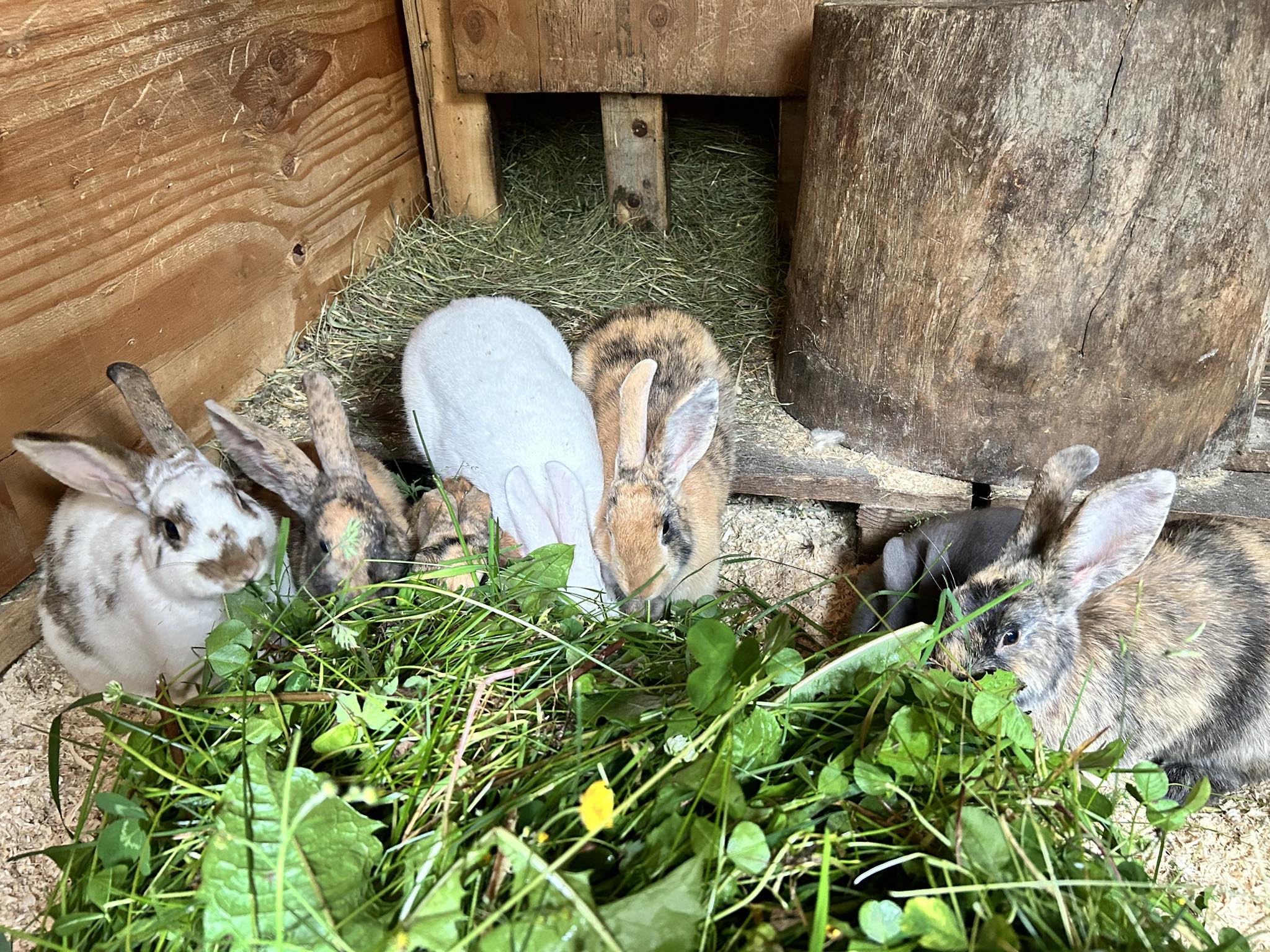meat rabbits eating grass