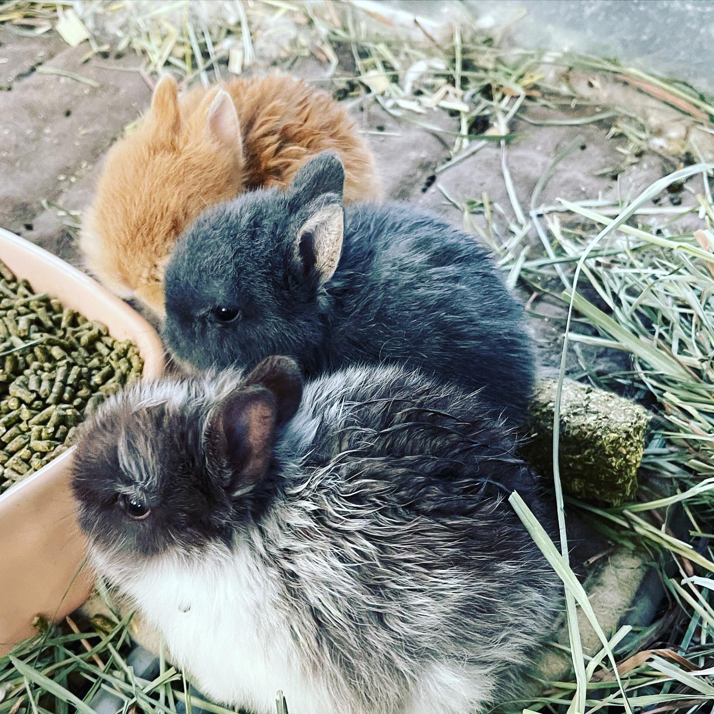 rabbits eating pellet