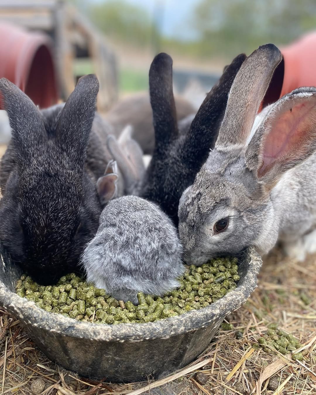 rabbits eating pellet