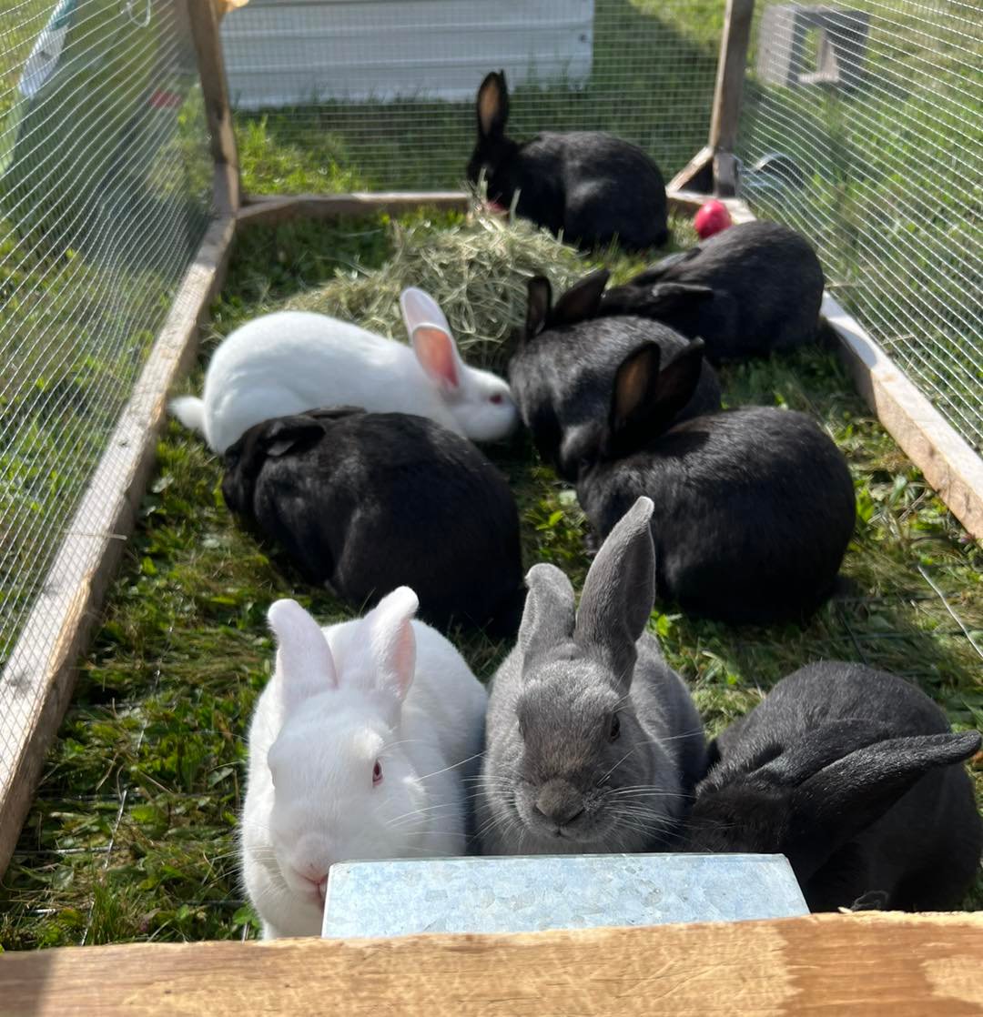 rabbits in cage