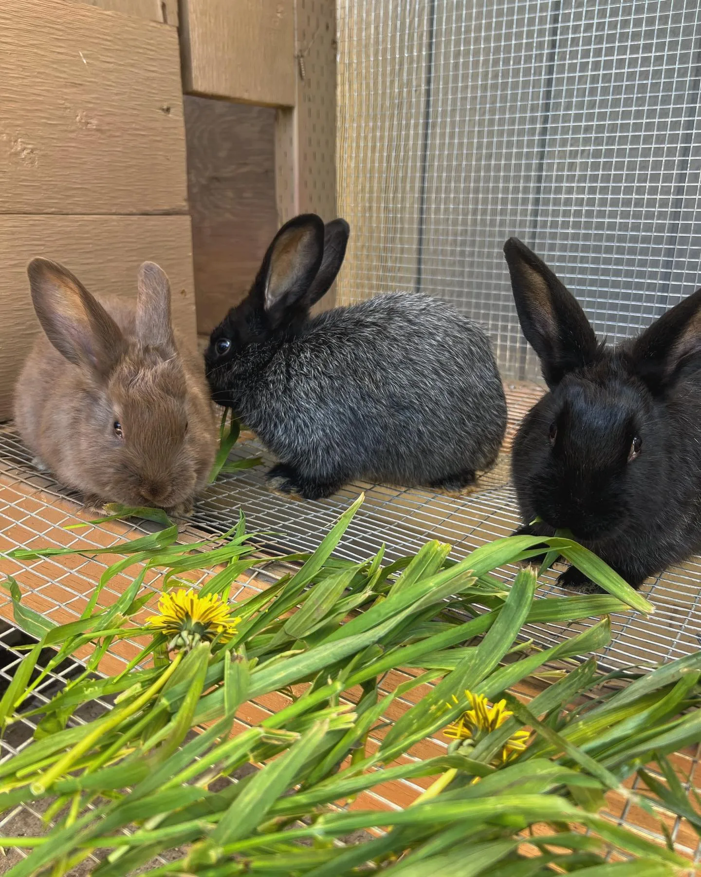 rabbits with garden flower