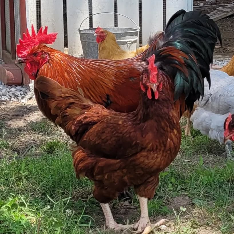 rooster and hen on homestead